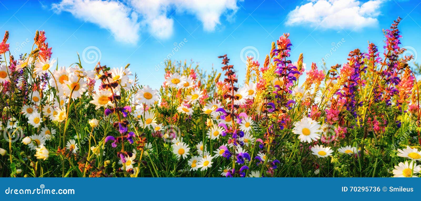 flowers on a meadow and the blue sky