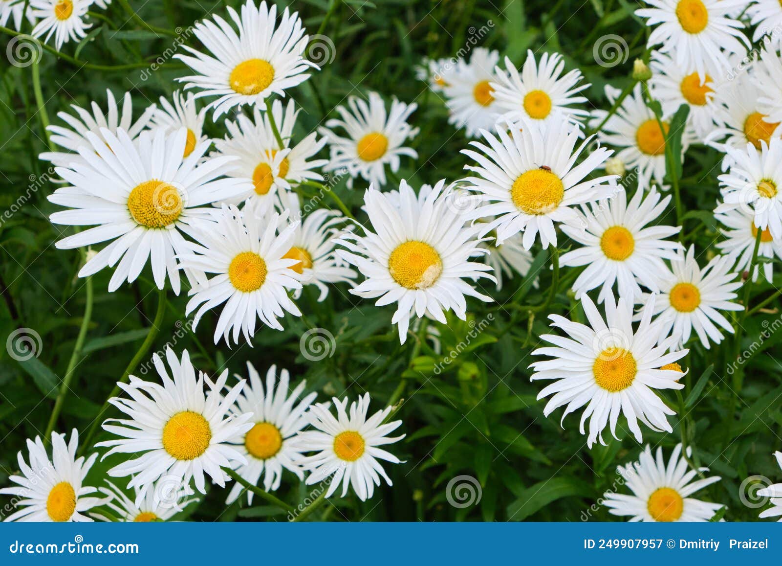 Flowers Meadow Chamomile, Beautiful Nature Stock Image - Image of ...