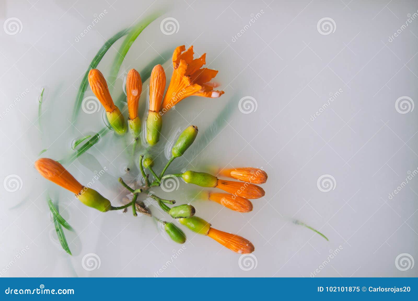 Flowers and milk stock image. Image of flower, white 102101875