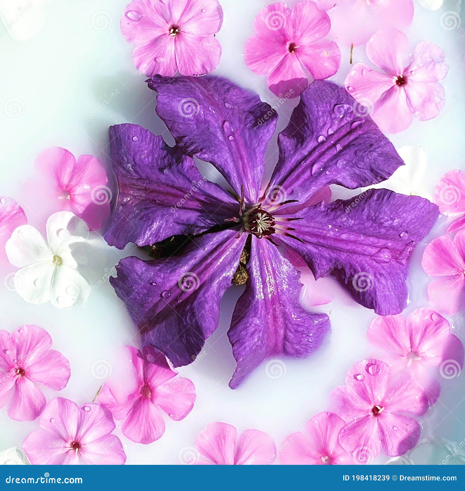 Flowers in milk. stock image. Image of flower, flowers 198418239