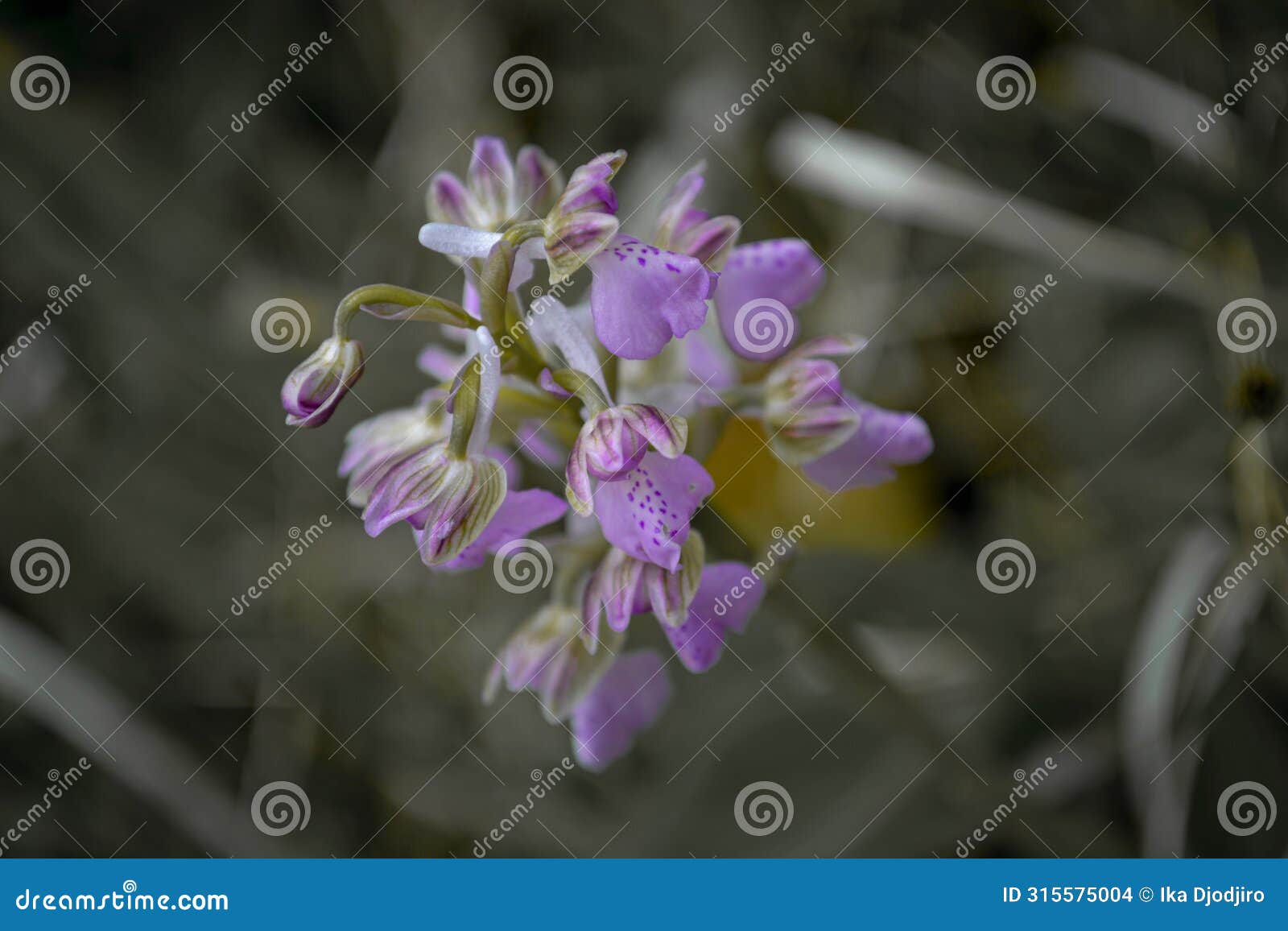 flowers of milky orchid (orchis lactea)
