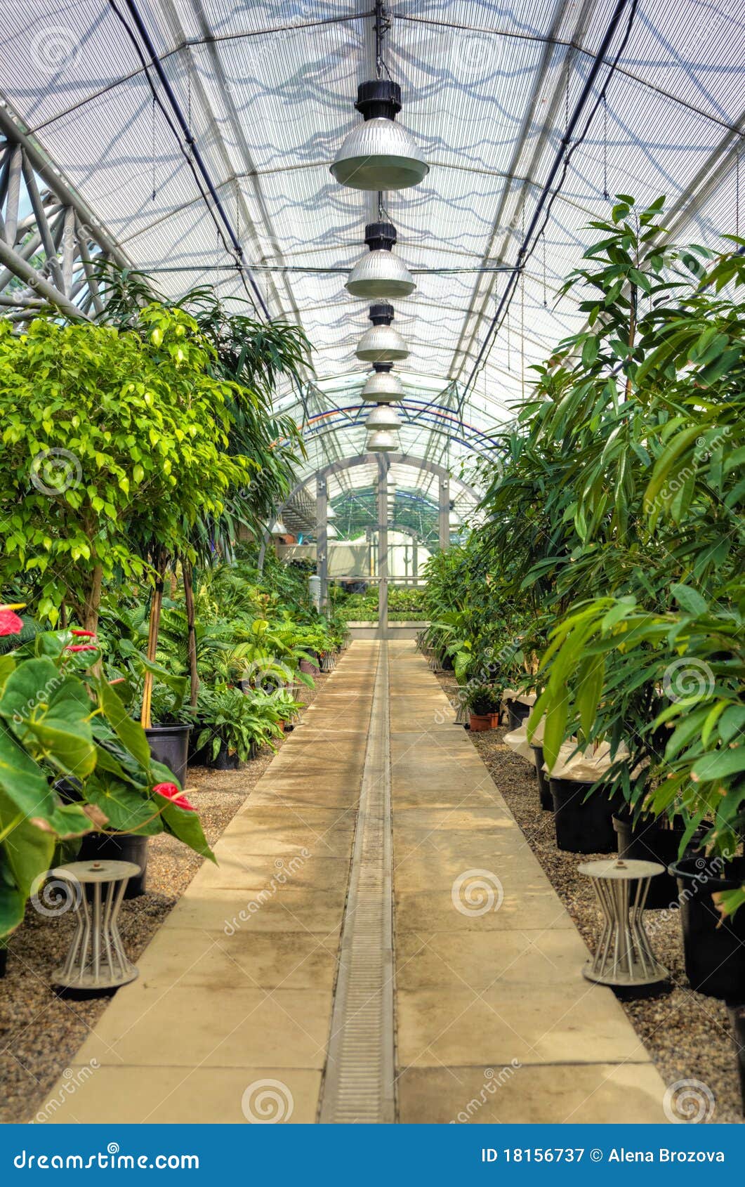 Flowers in Modern Greenhouse Stock Image Image of building, floral