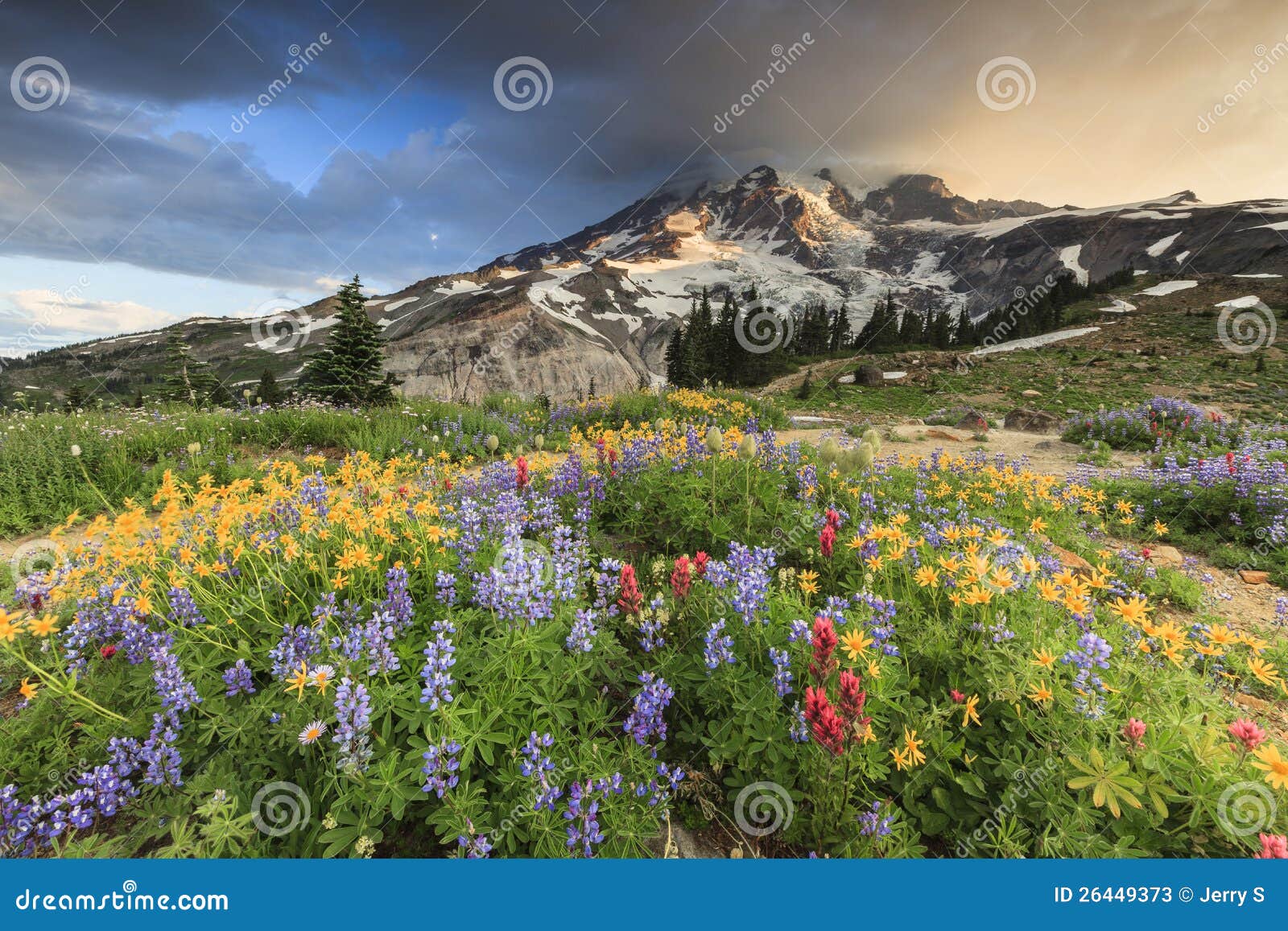 flowers and mountain