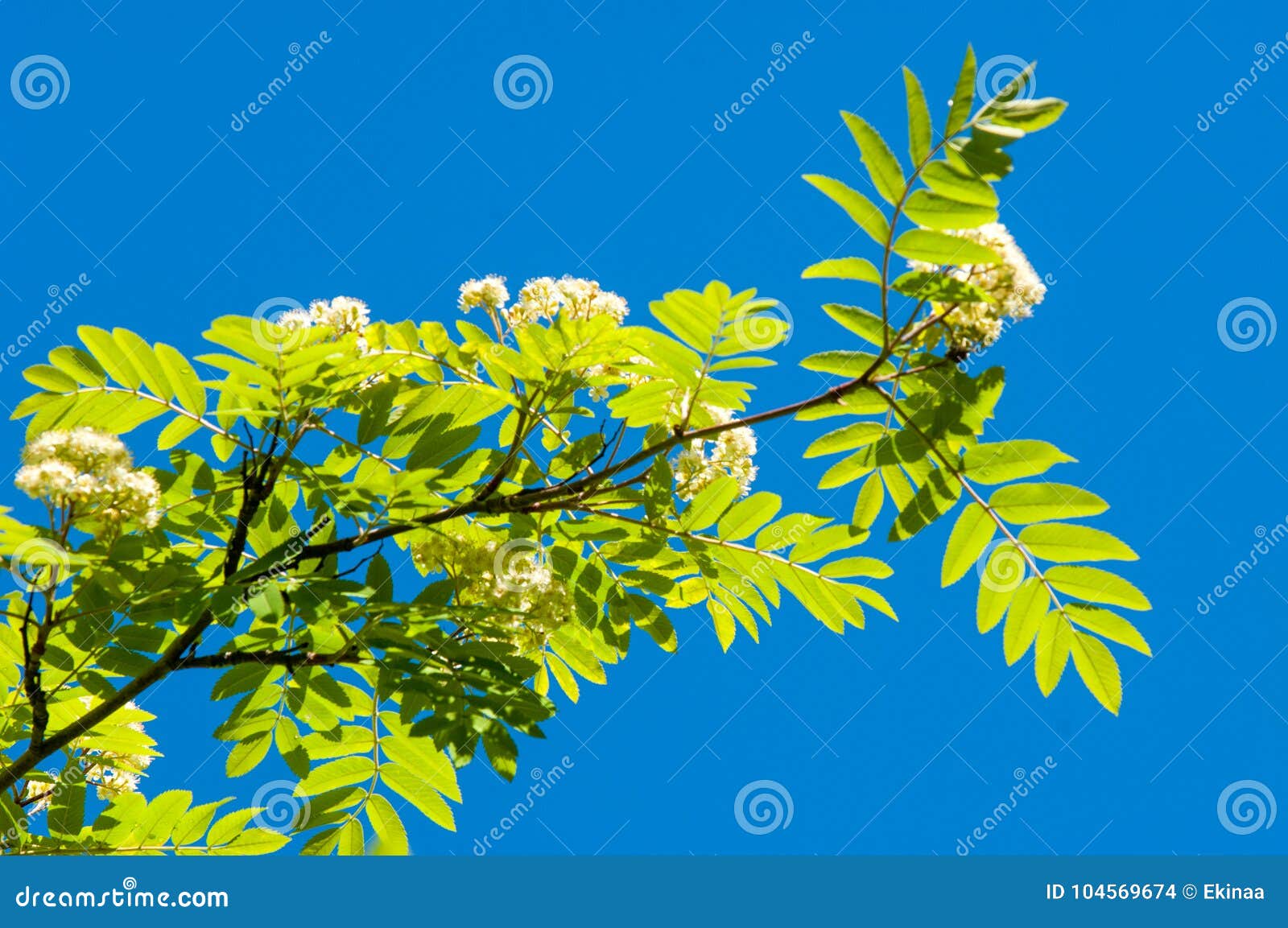 Flowers of Mountain Ash. Flowering of Ashberry Sorbus Aucuparia Stock ...