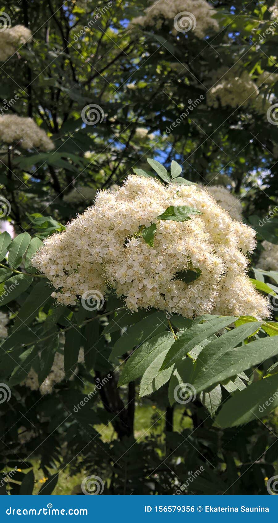 Flowers of mountain ash stock photo. Image of nature - 156579356