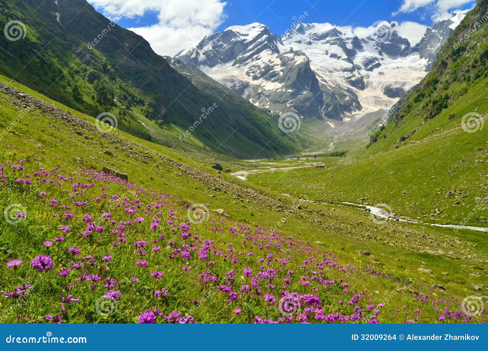 Flowers in mountains stock photo. Image of crag, blossom - 32009264