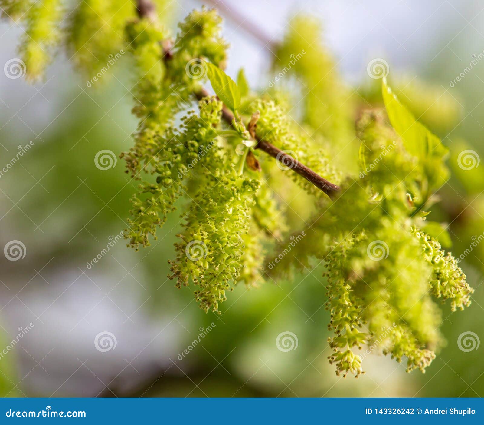 Flowers on the Mulberry Branches in the Spring Stock Photo Image of
