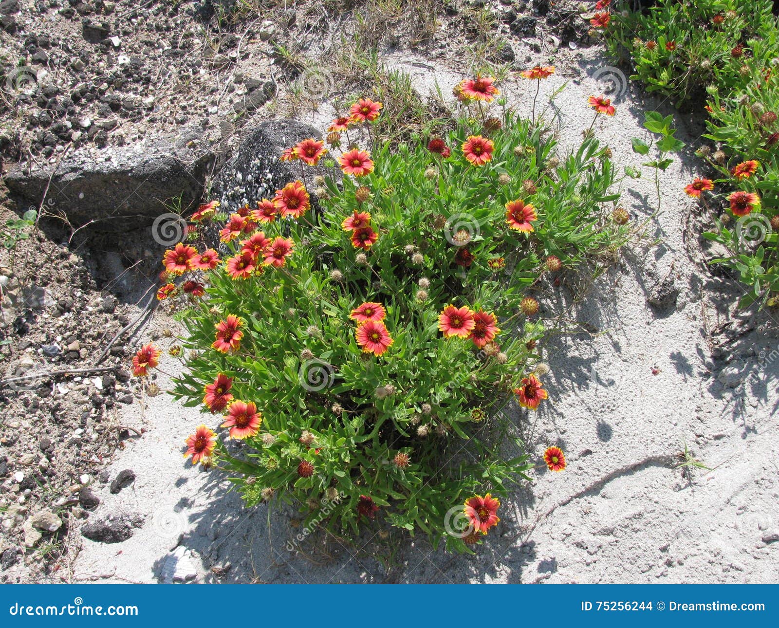 Flowers at Myrtle Beach stock photo. Image of ocean, rocks 75256244