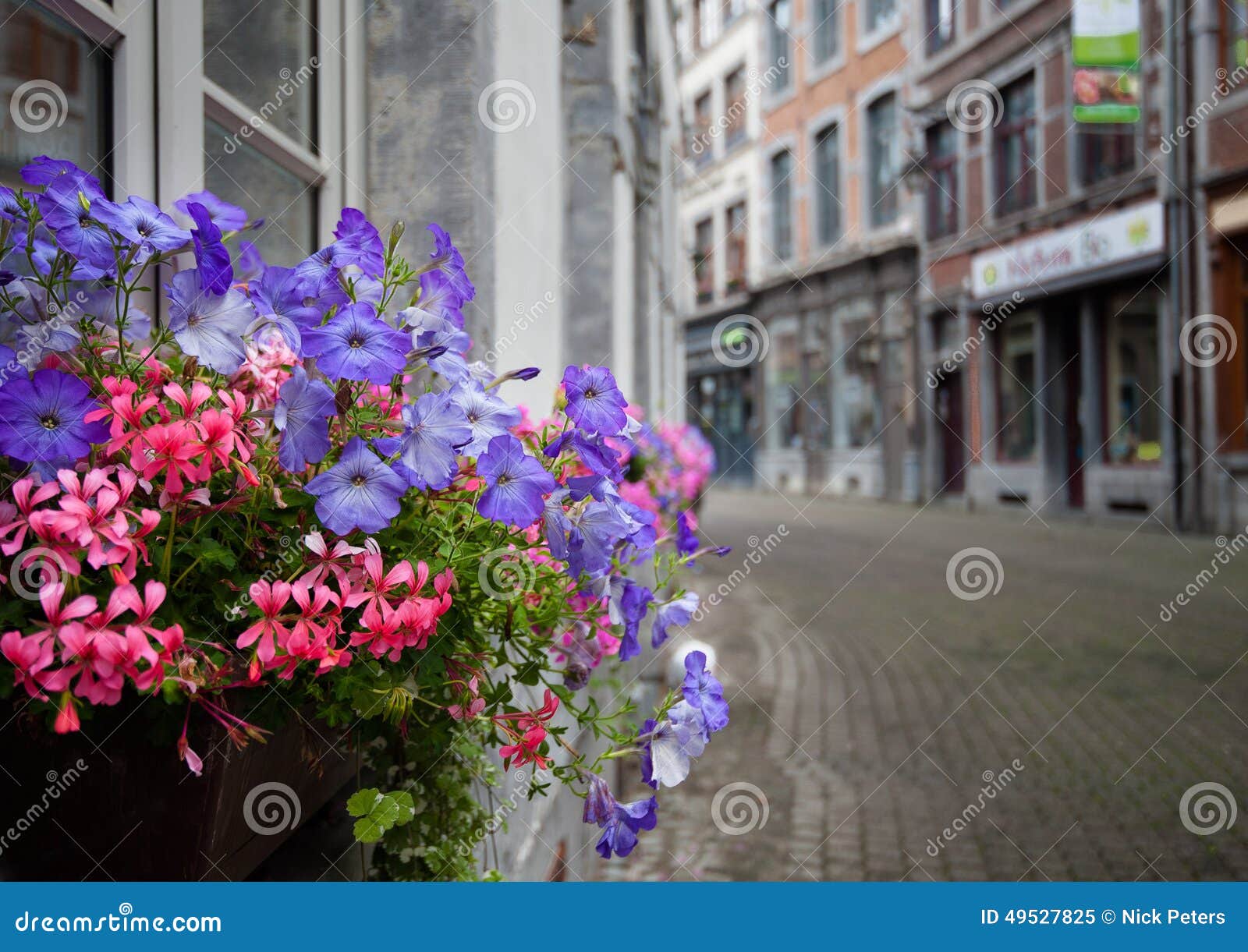 Flowers of Namur, Belgium stock image. Image of pink 49527825
