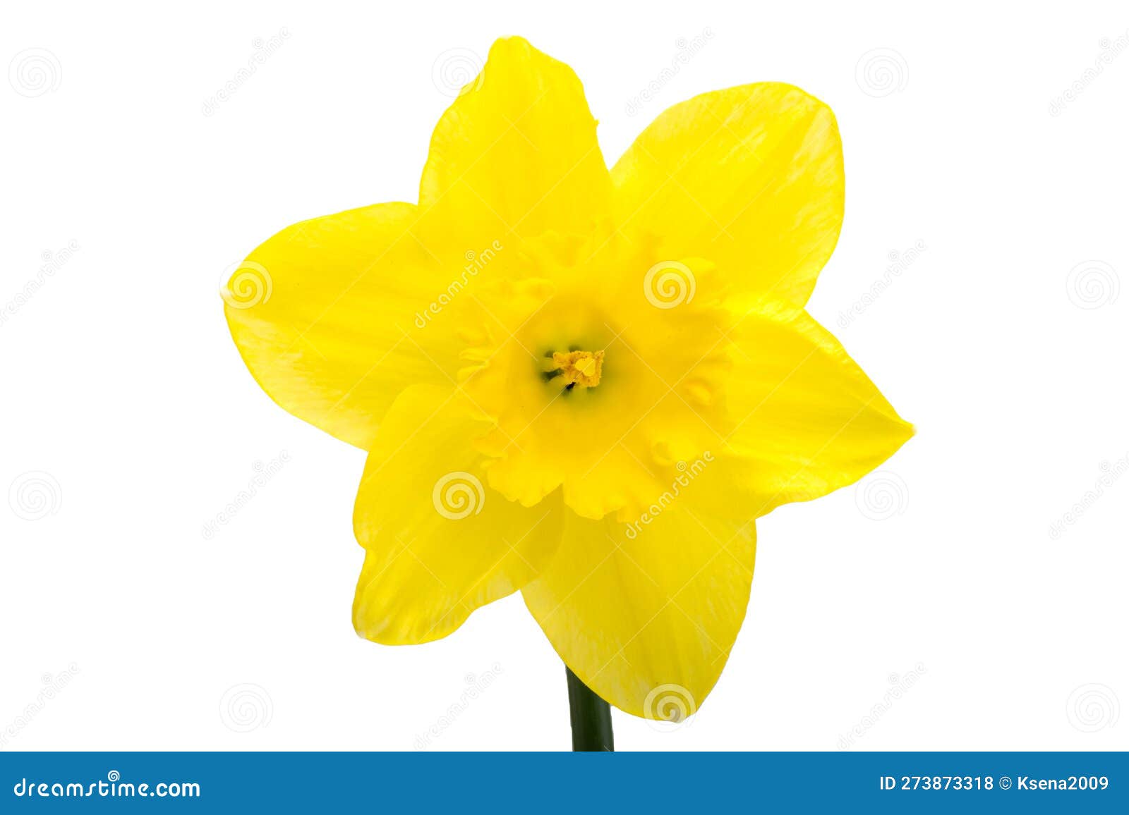 Flowers narcissus isolated stock photo. Image of natural - 273873318