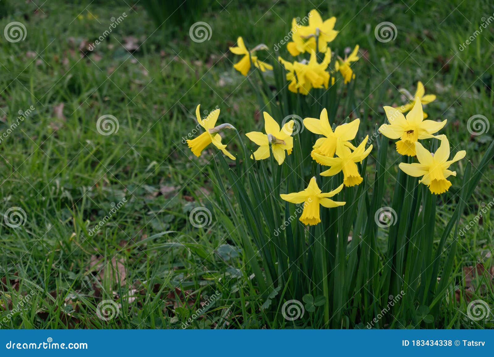 Field Daffodils:Fresh Daffodils