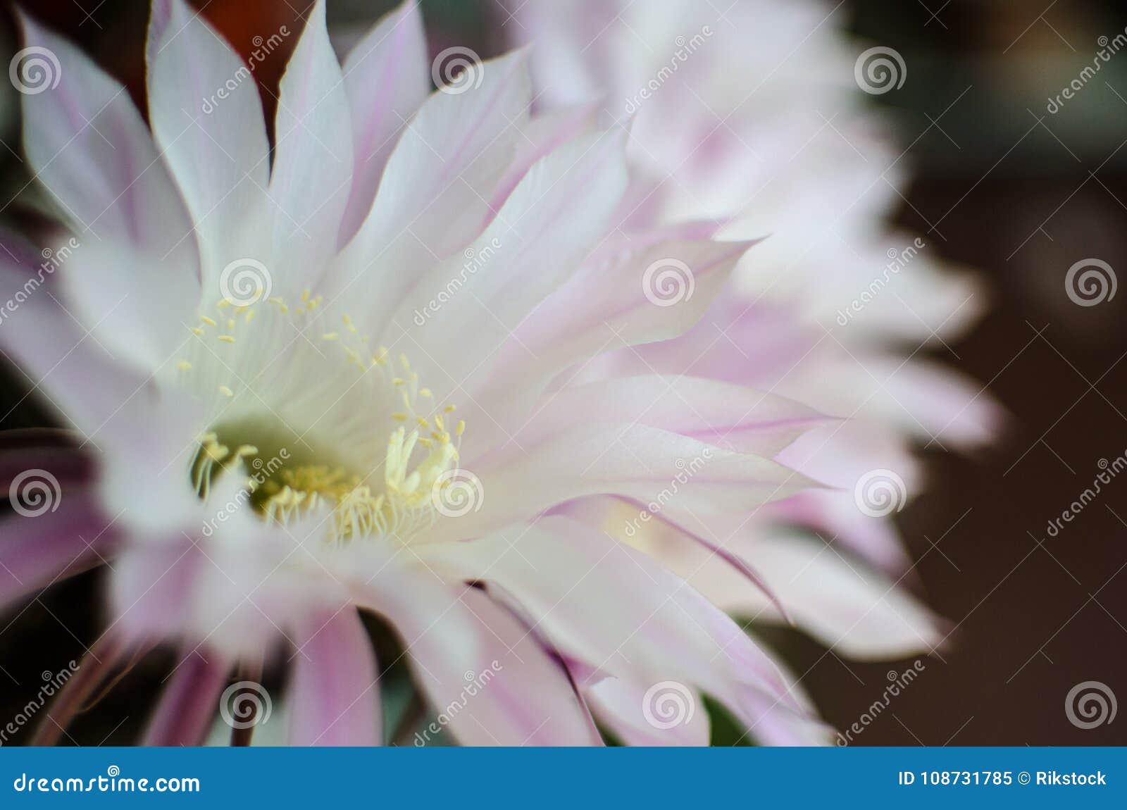 flowers in the natura