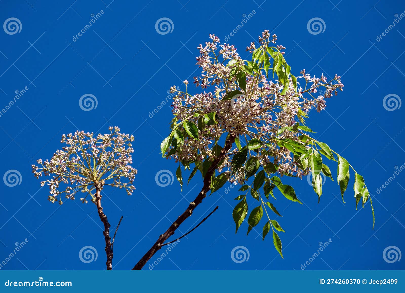 The neem tree. stock photo. Image of leaves, neem, garden 274260370