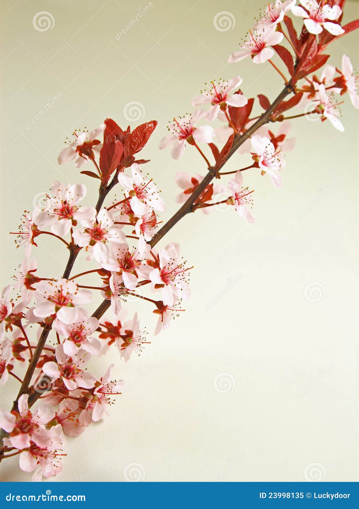 Flowers with New Leaves stock image. Image of flower 23998135