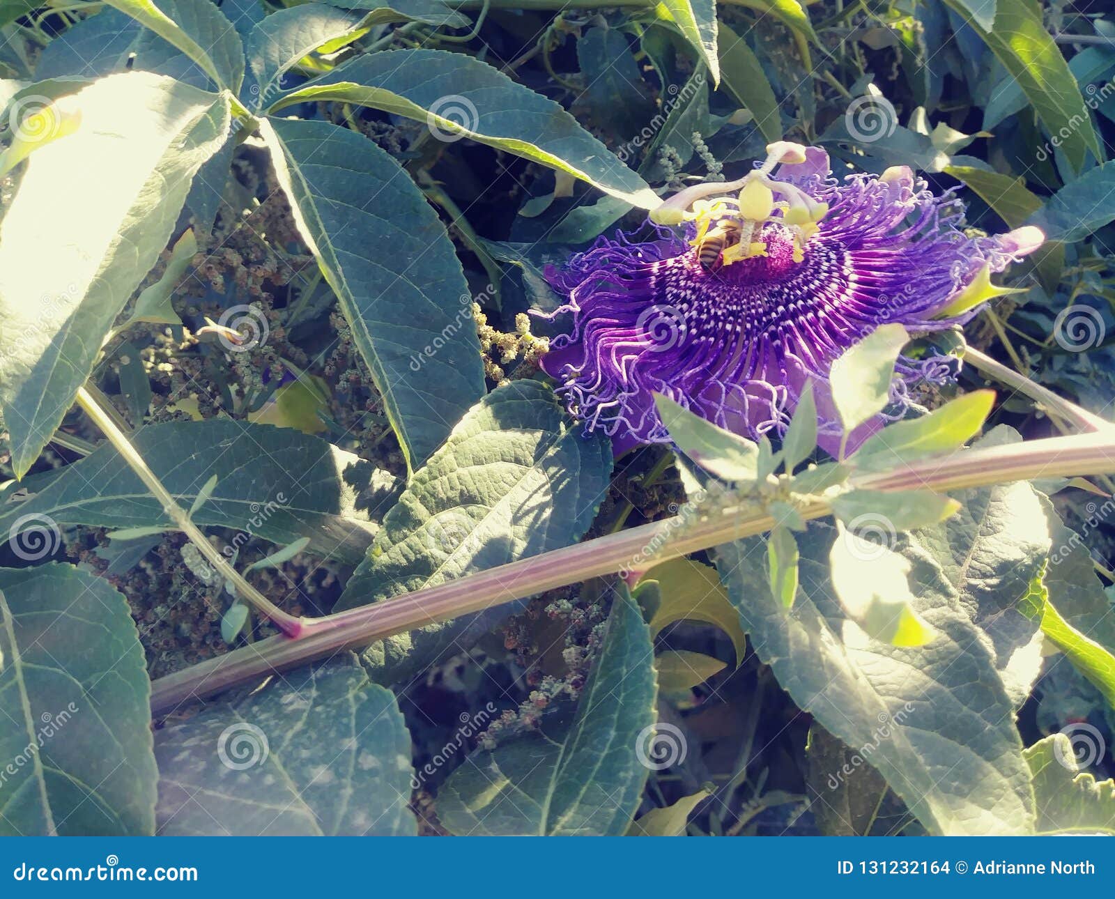 Flowers stock photo. Image of nature, flowers, california 131232164