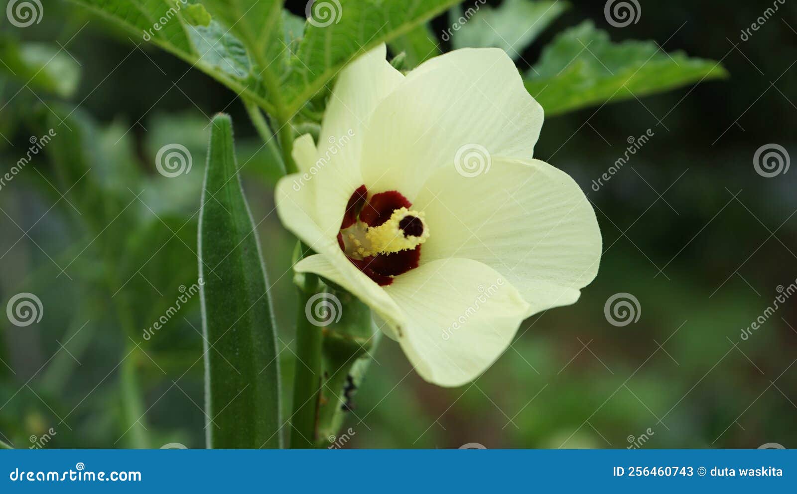 Flowers from okra tree stock image. Image of petal, okra 256460743