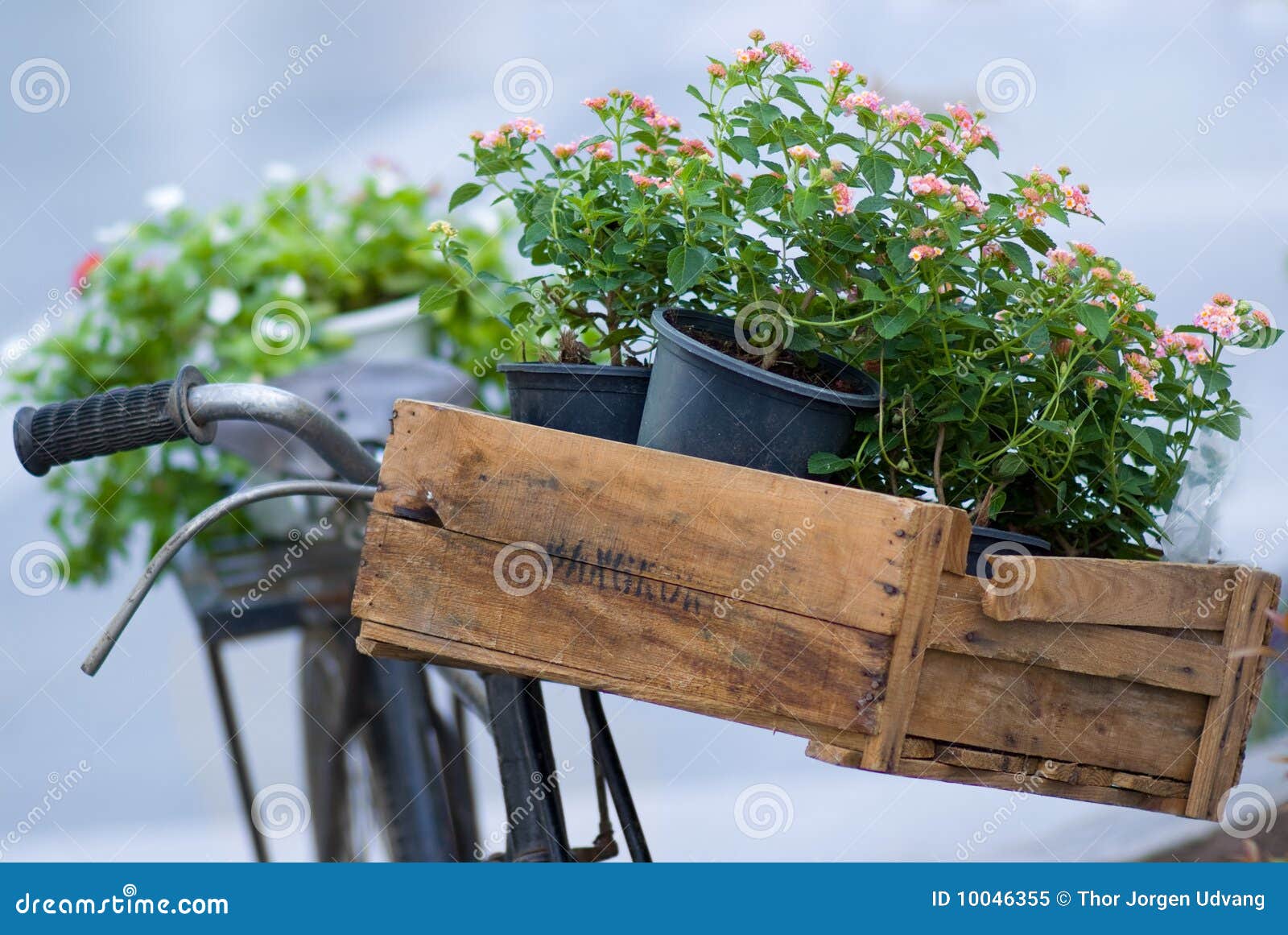 Flowers on an old bicycle stock image. Image of broken 10046355
