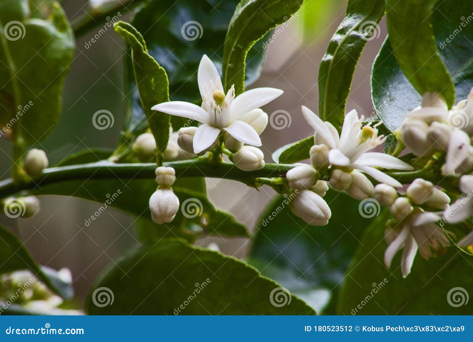 flowers of the olive tree olea europea  10014