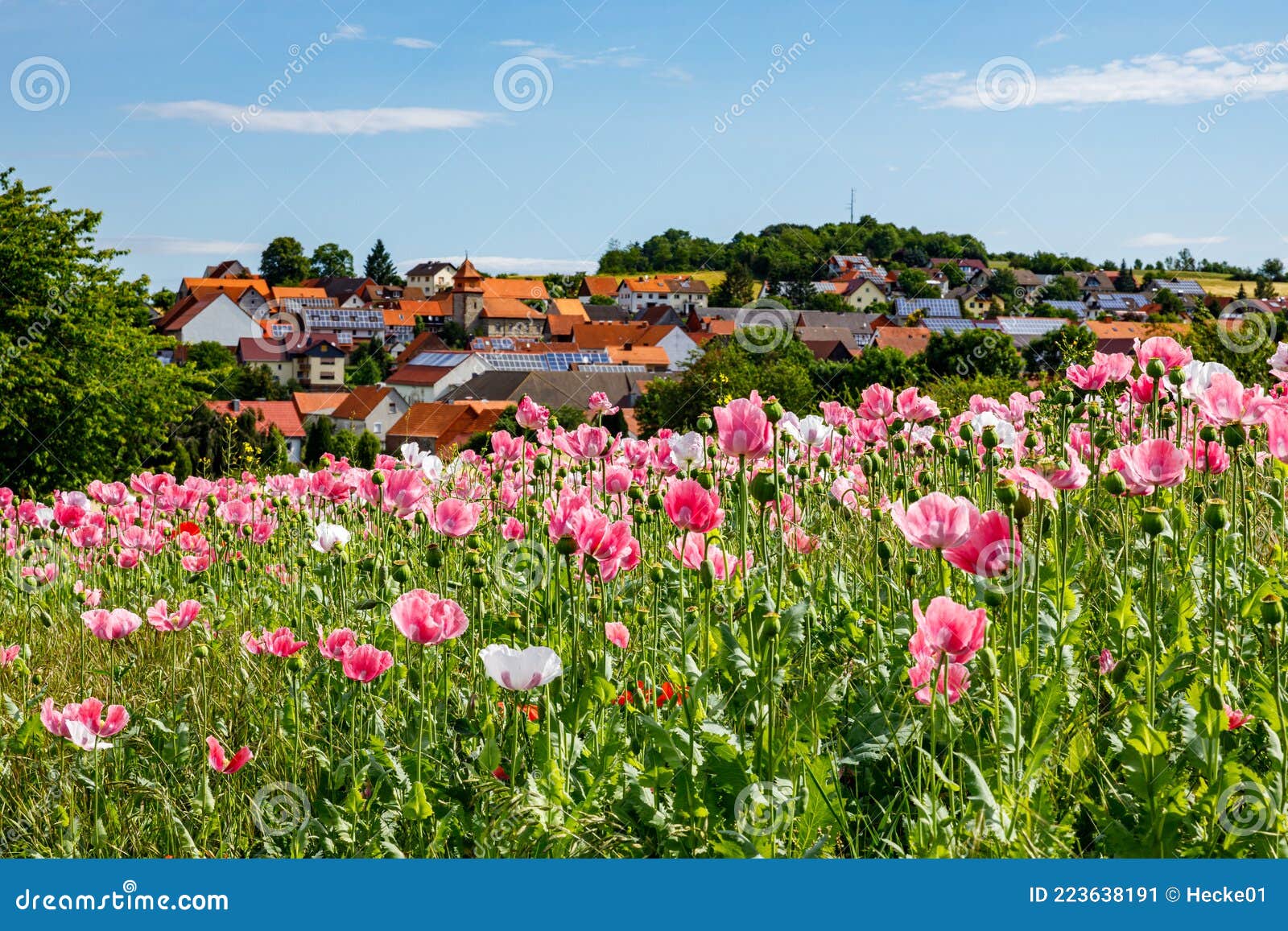 Flowers of an Opium Poppy Field Stock Image - Image of green, meadow ...