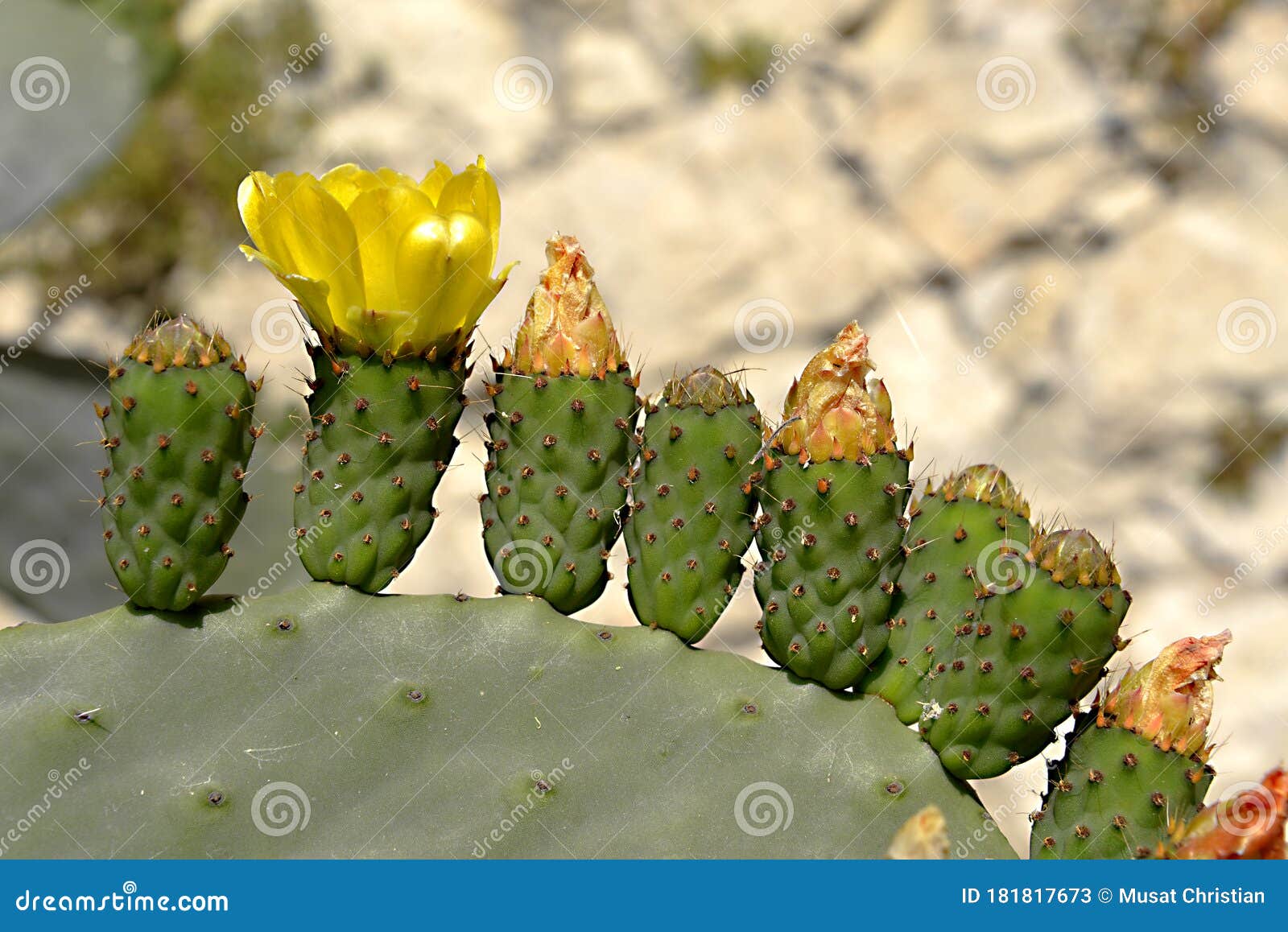 flowers of opuntia ficus-indica