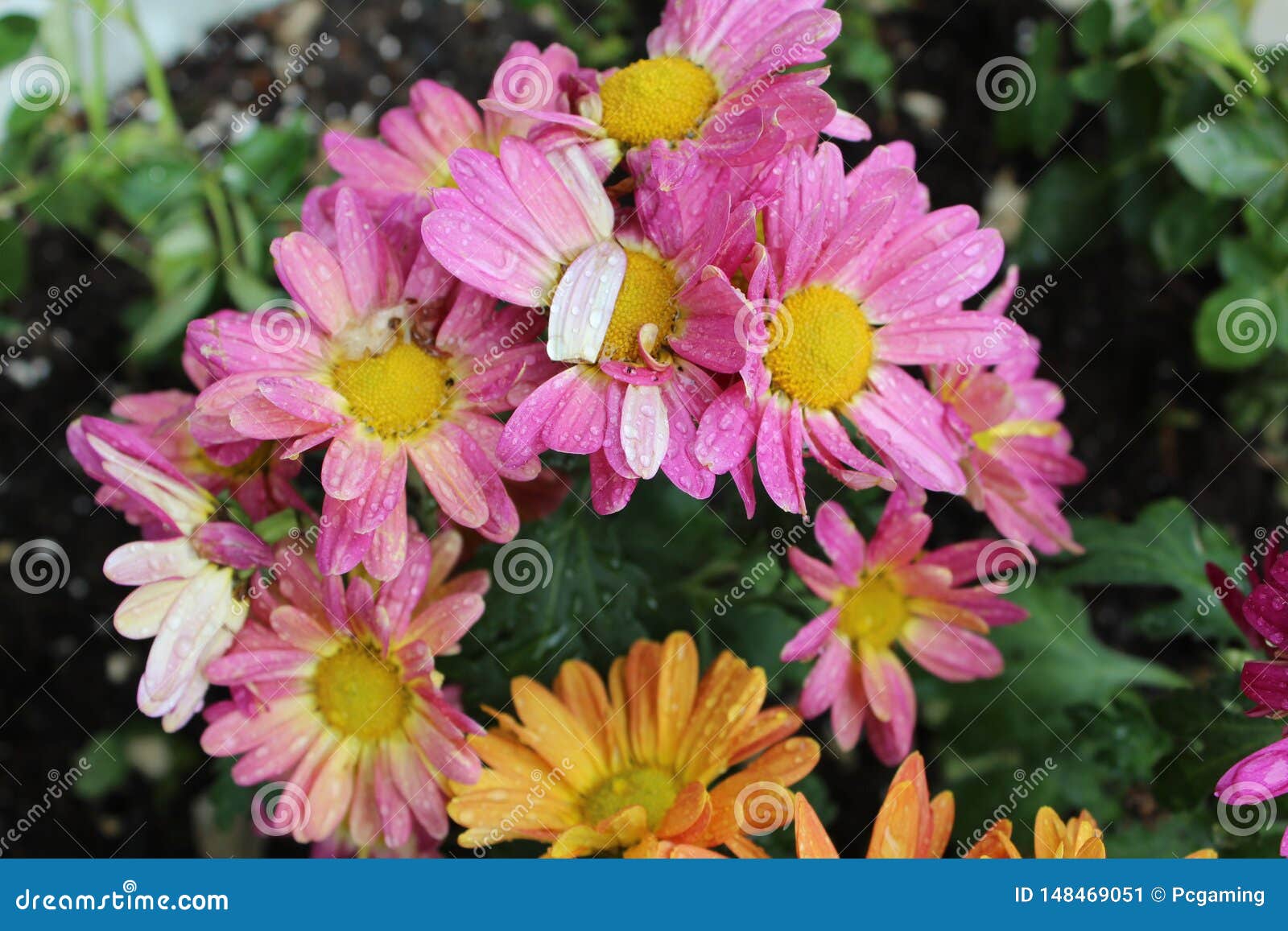 Flowers orange and pink a stock image. Image of pile 148469051