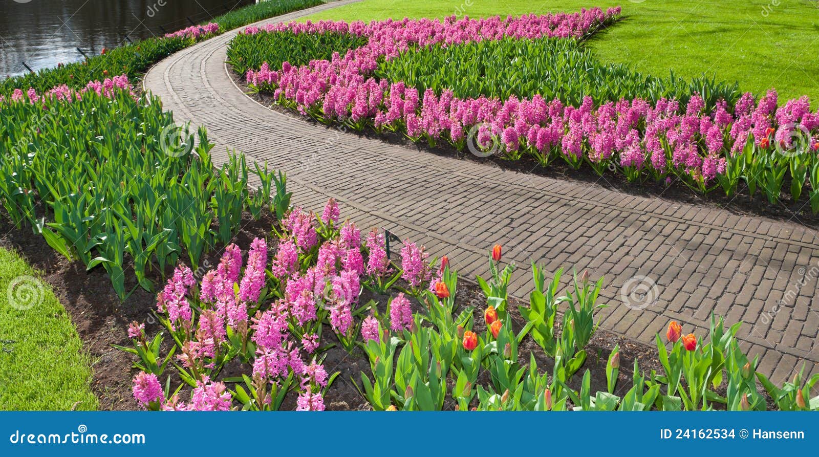 Flowers in park stock photo. Image of beautiful, flora 24162534