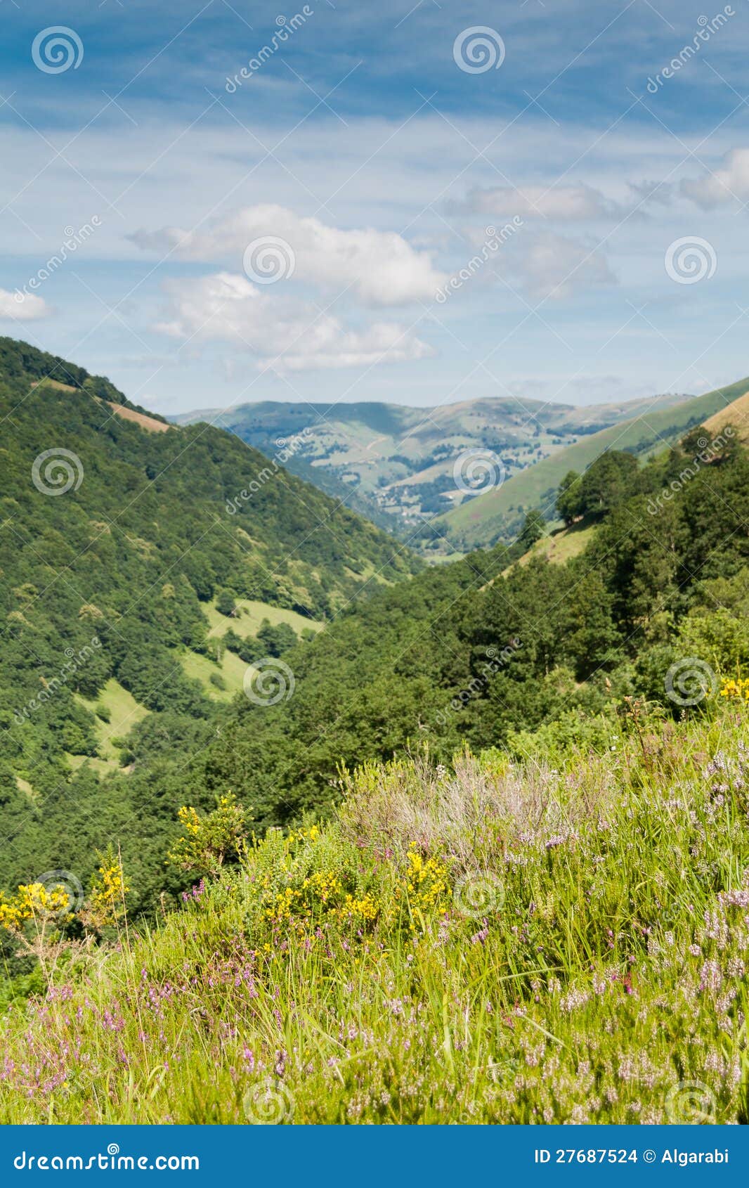 flowers in the pas valley