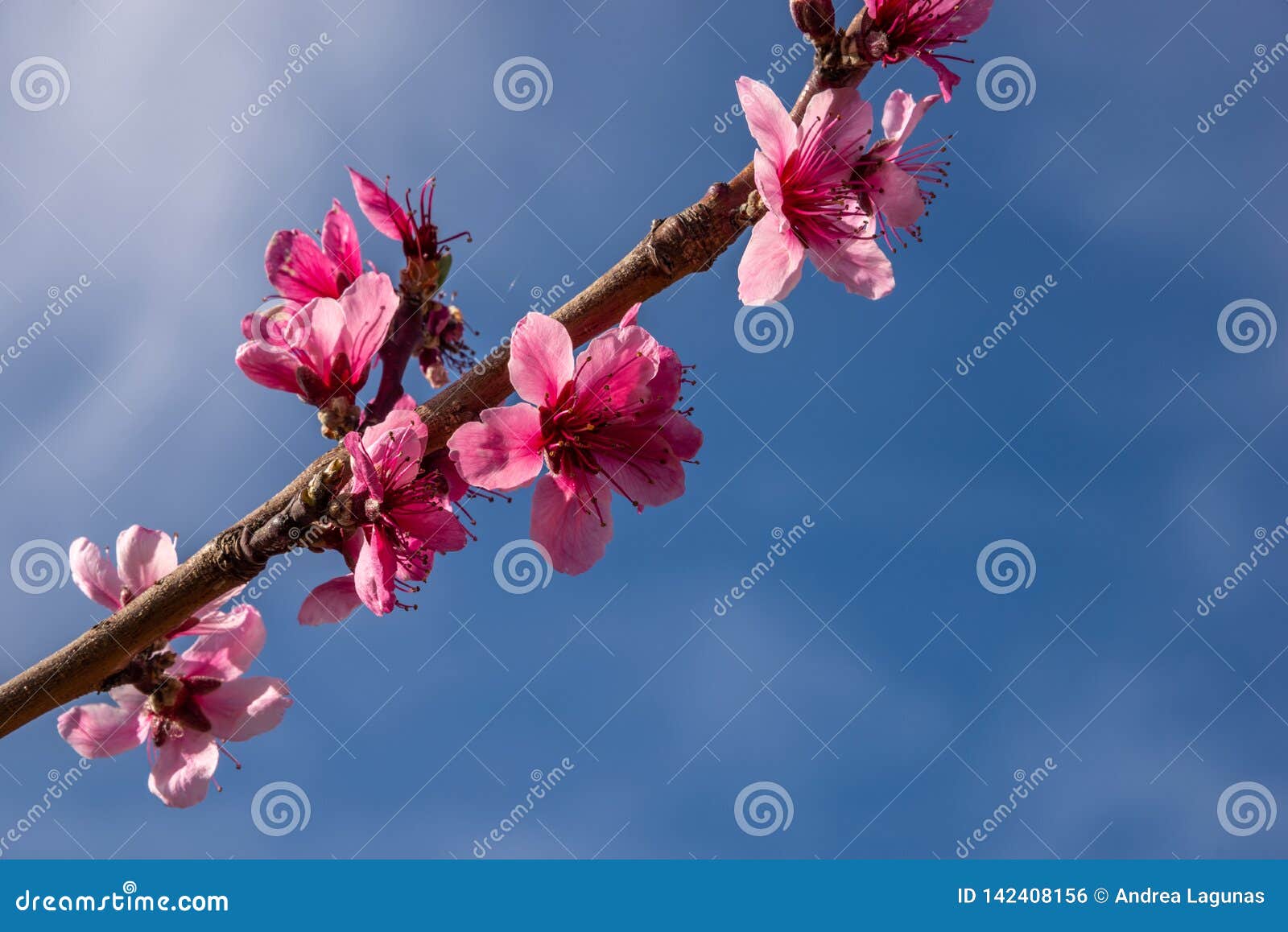 Flowers Of Peach Blossom In The Field Stock Photo Image Of Fragility flowers-of-peach-blossom-in-the-field-stock-photo-image-of-fragility