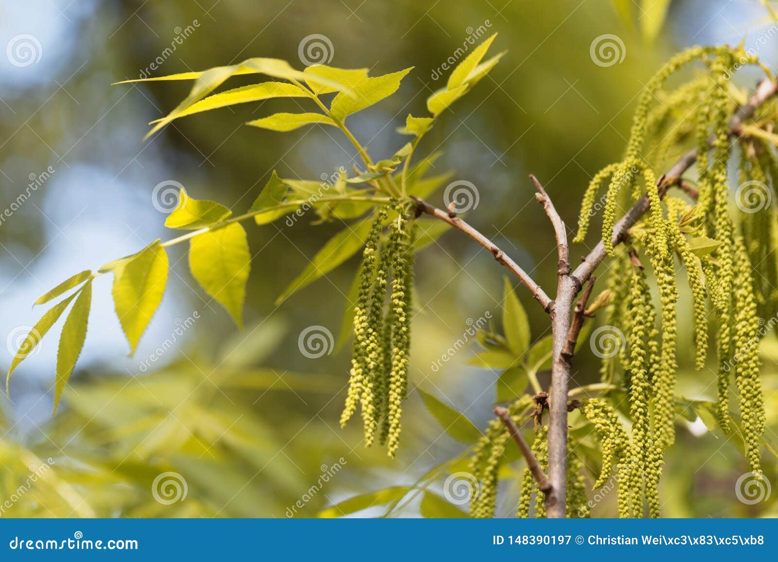 Flowers of a Pecan, Carya Illinoinensis Stock Image Image of
