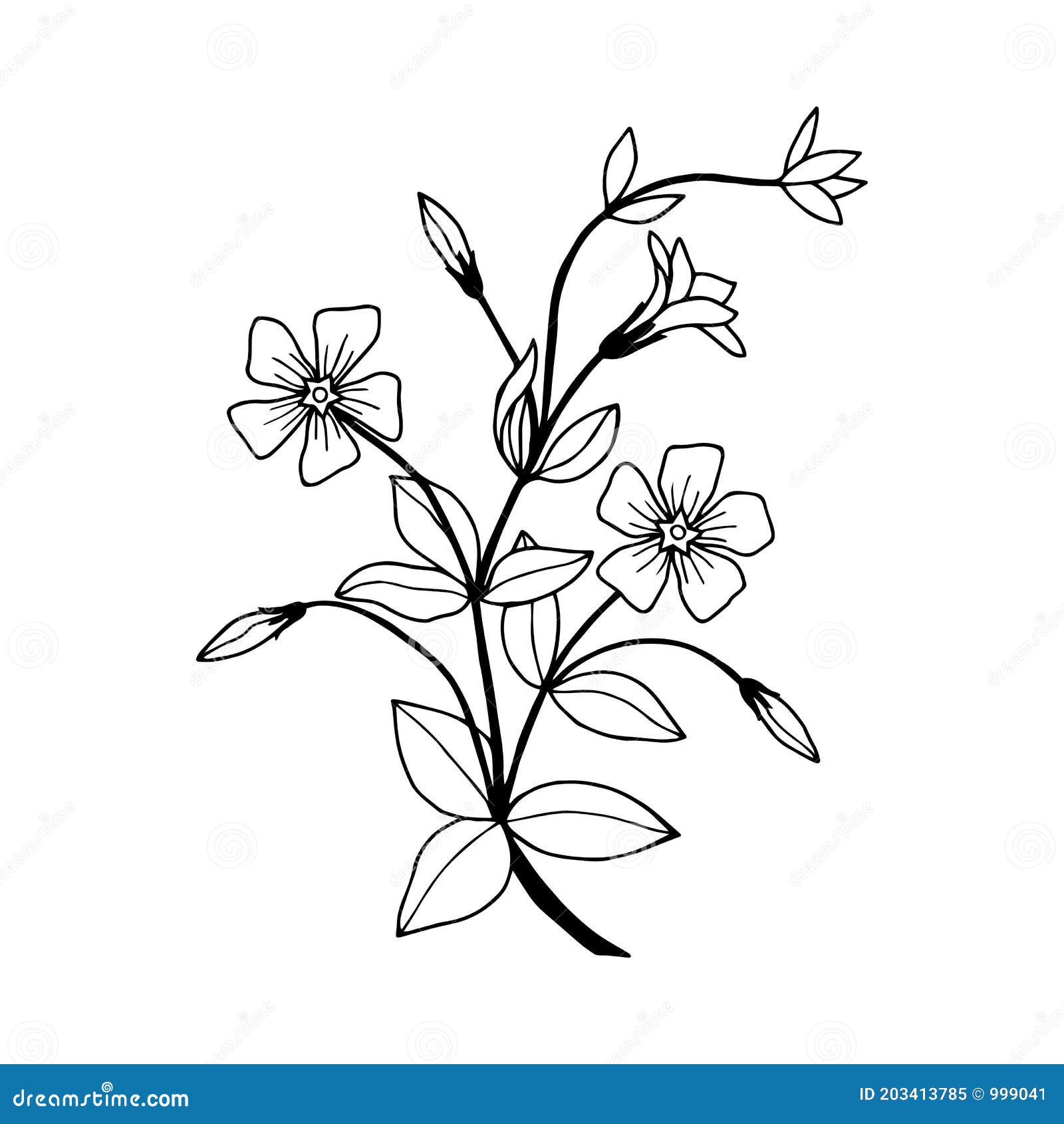 periwinkle flower drawing