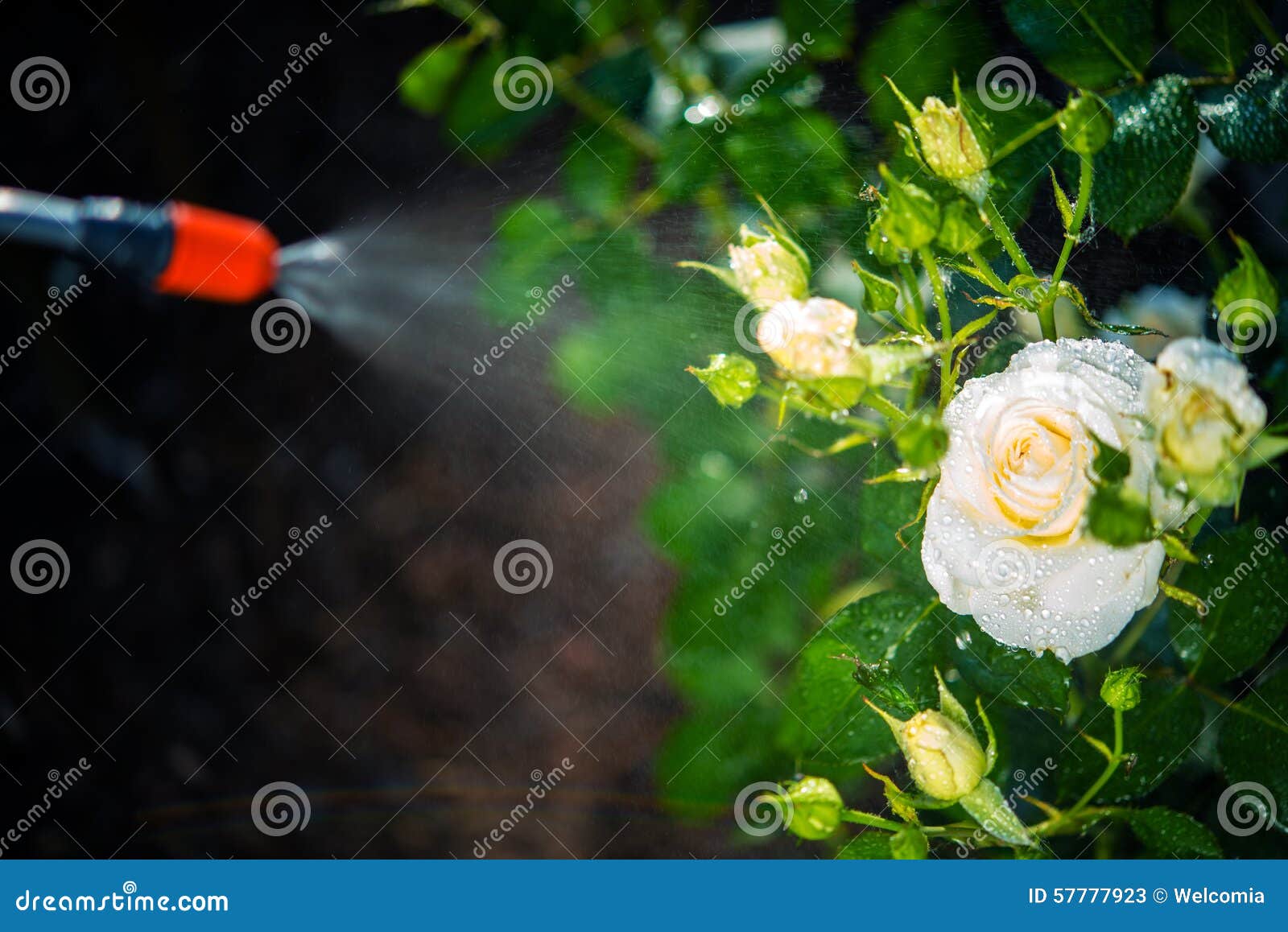 Flowers Pest Control Spraying Stock Image Image of floral, spring