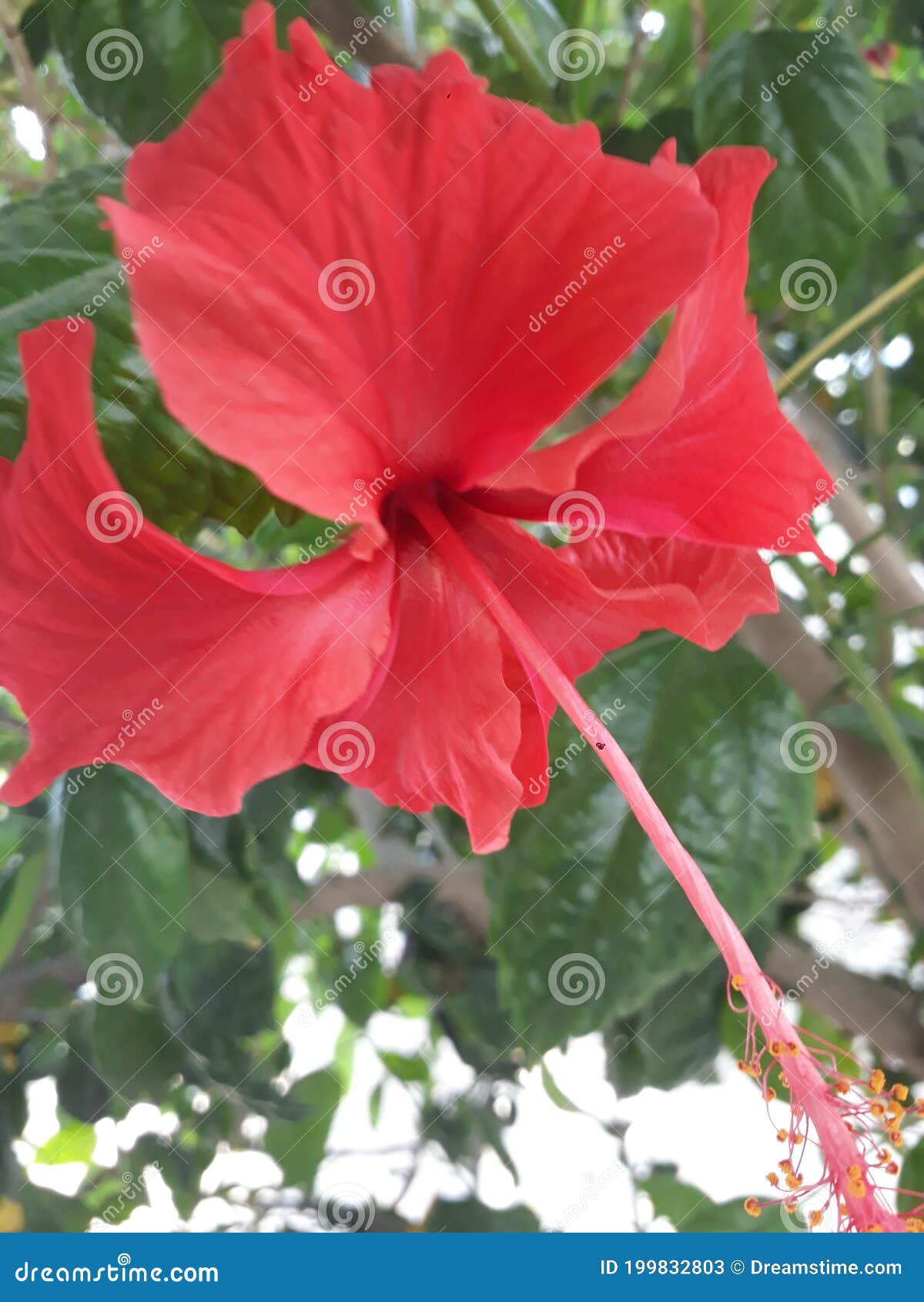 Flowers pic editor stock image. Image of wildflower 199832803