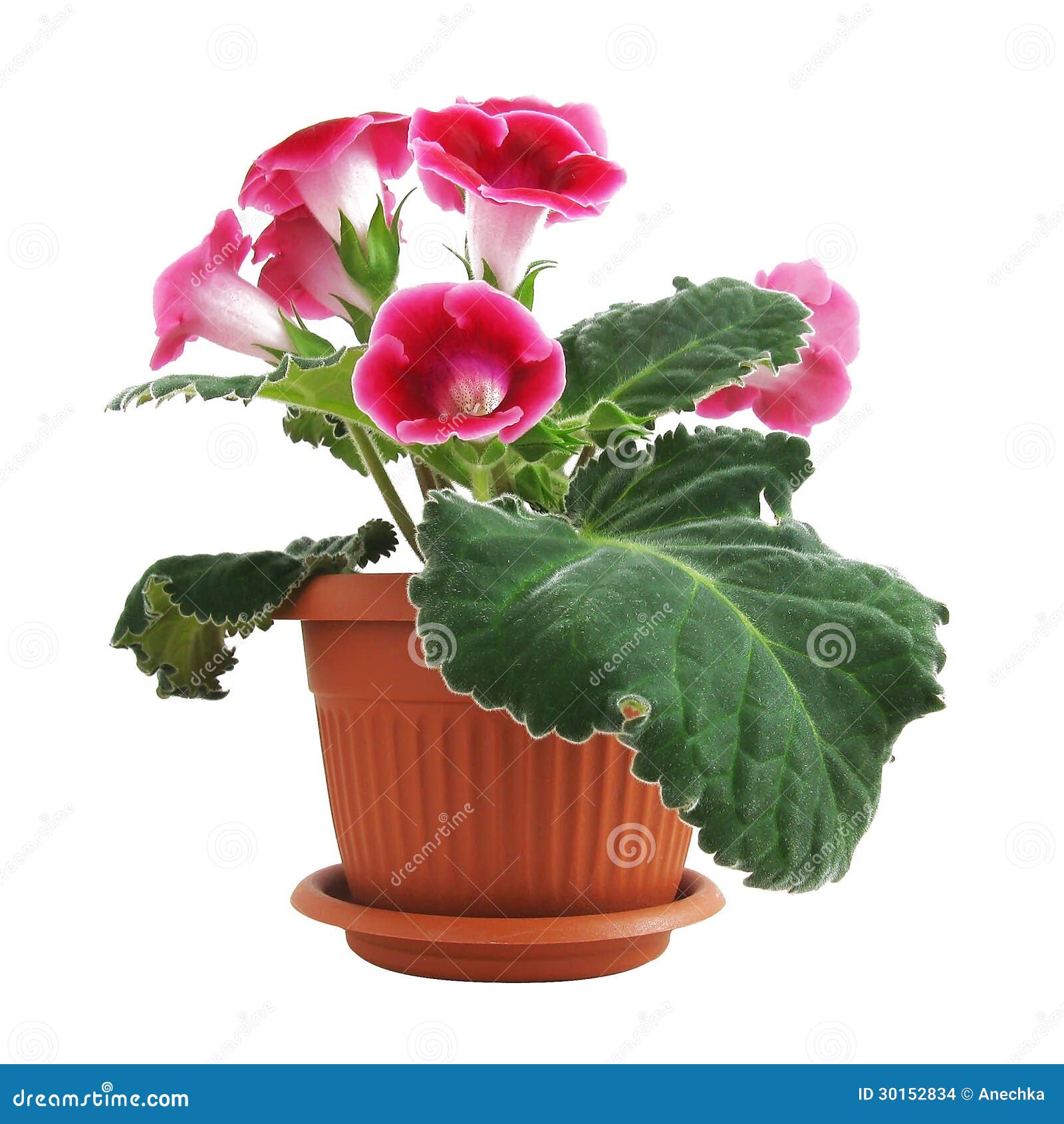 Pink Gloxinia stock photo. Image of rosy, isolated, flora - 30152834