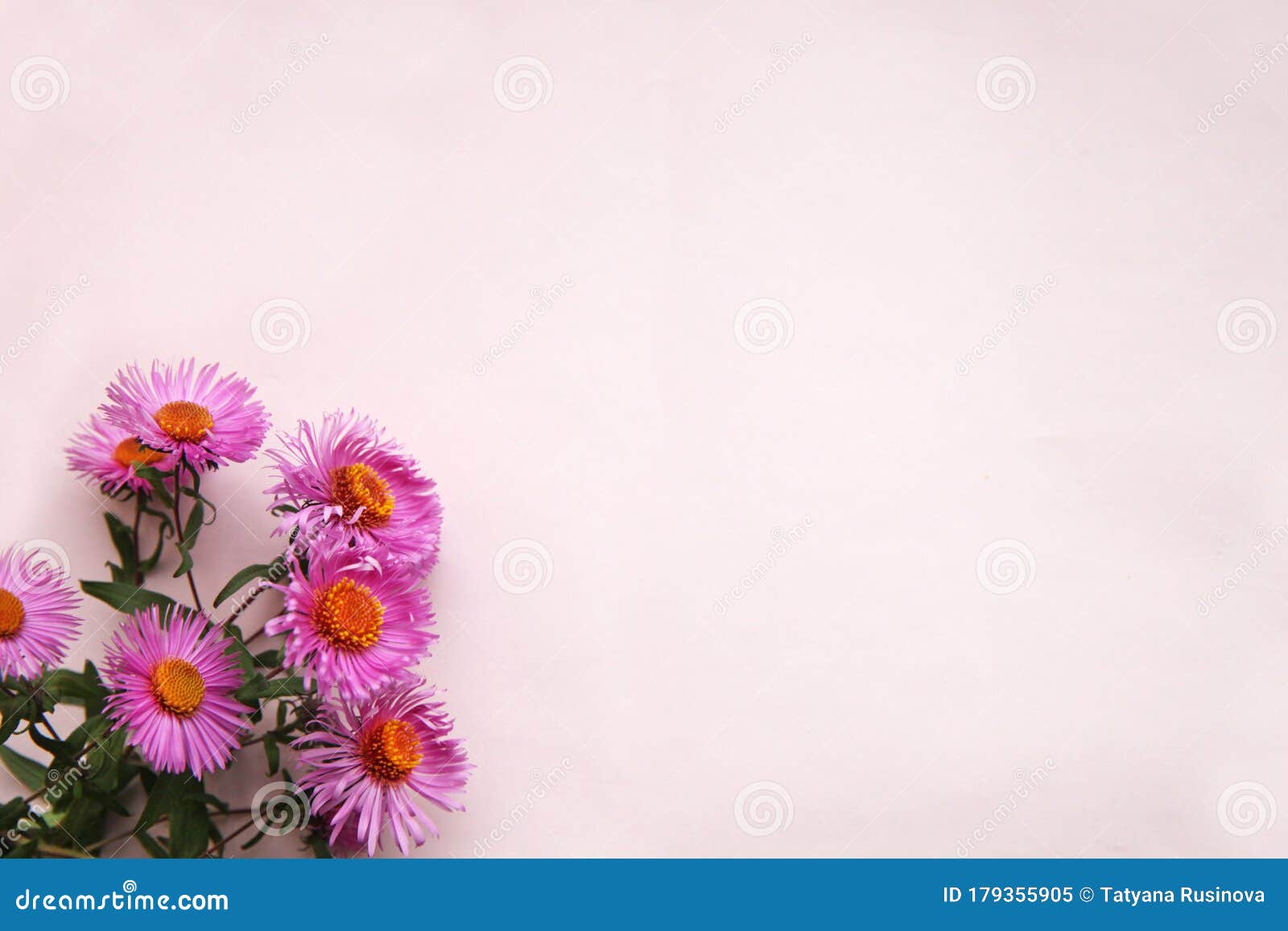 Flowers are Pink on a Light Pink Background with Space for Text. Stock ...