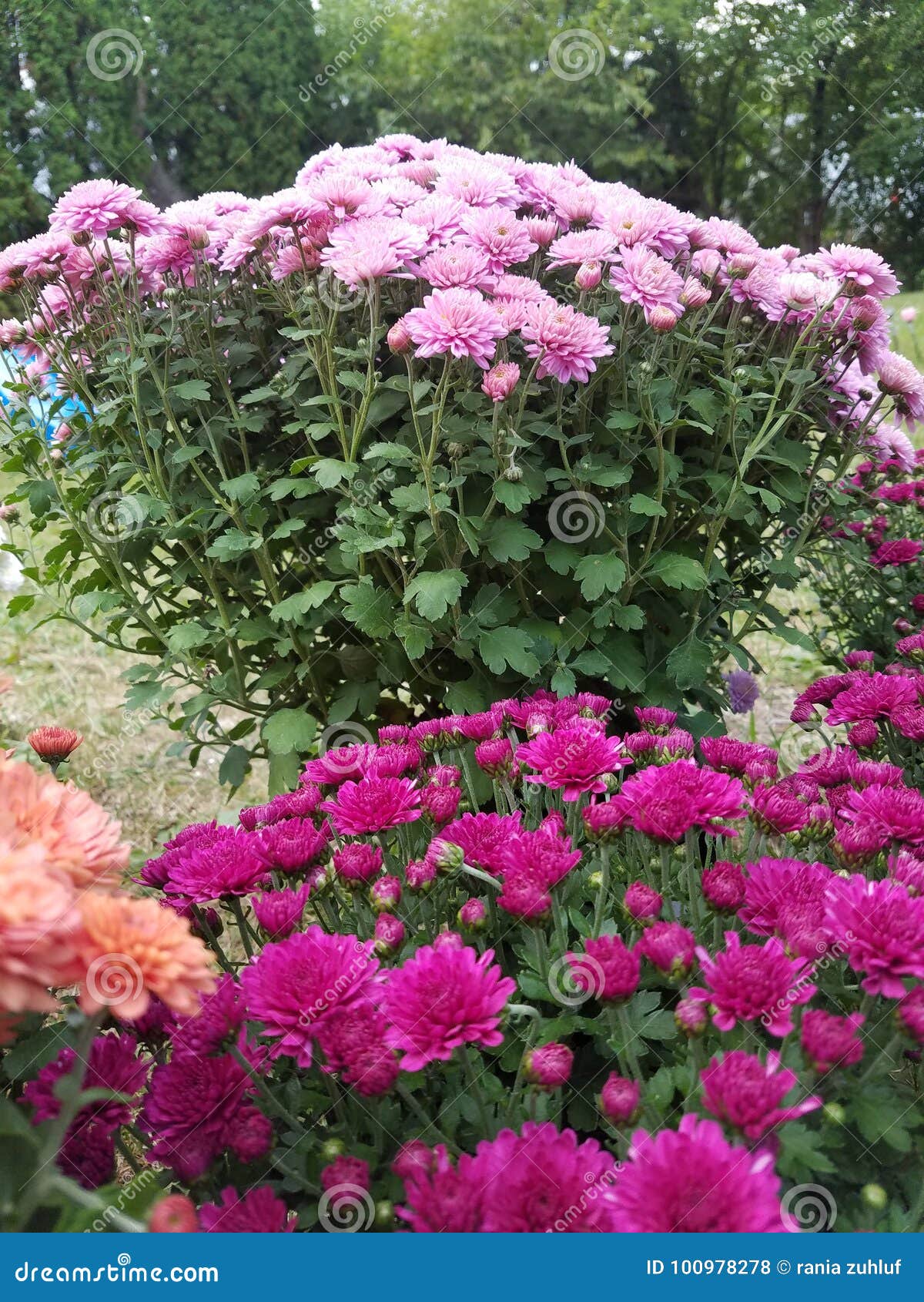 Flowers stock photo. Image of prety, flowers, pink, plants 100978278