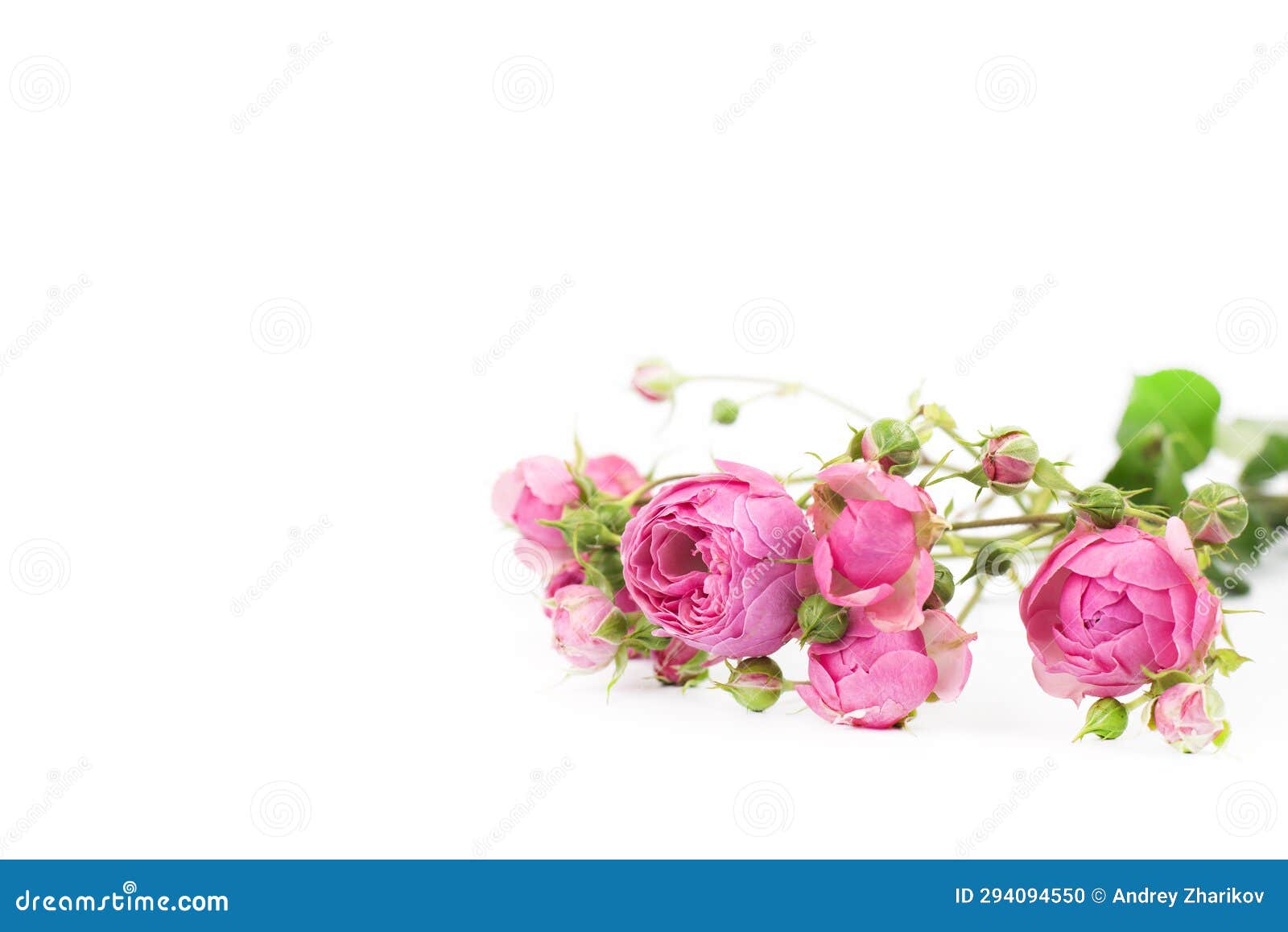 Flowers Pink Roses. Bouquet. on a White Background. Background Texture
