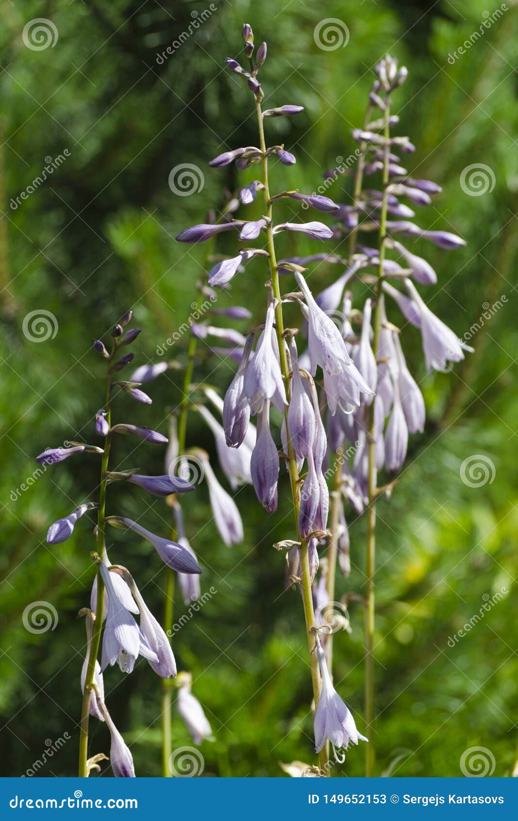 Flowers of Plantain lilies stock image. Image of garden 149652153