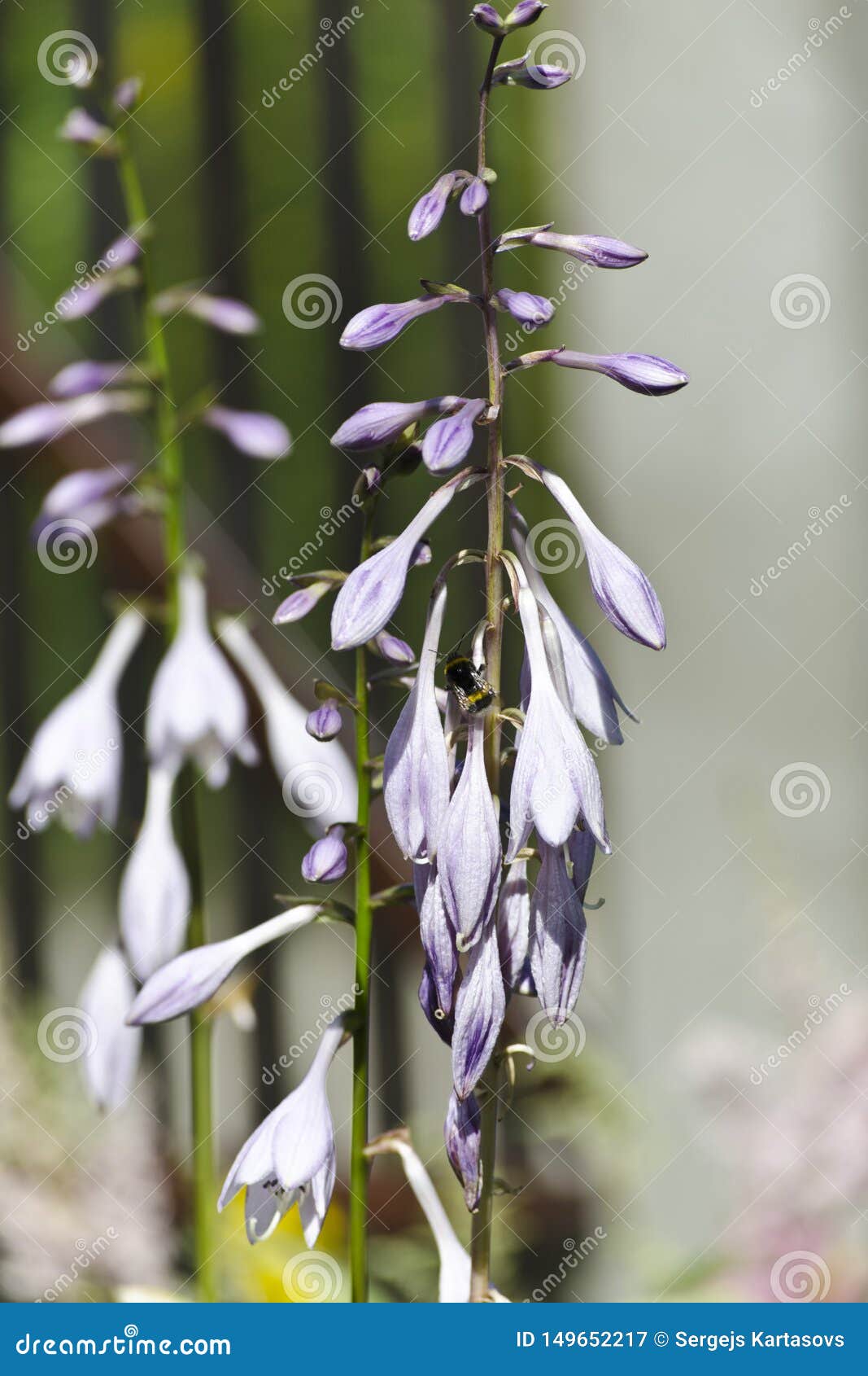 Flowers of Plantain lilies stock image. Image of bloom 149652217