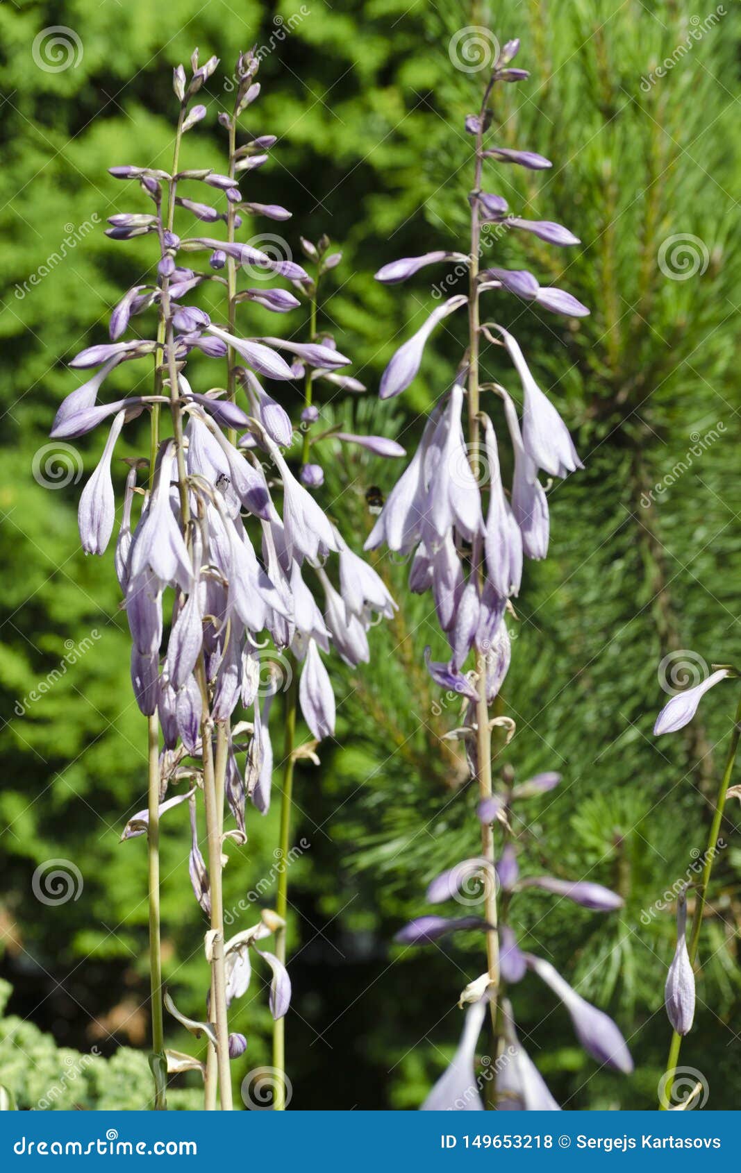 Flowers of Plantain lilies stock photo. Image of flowers 149653218