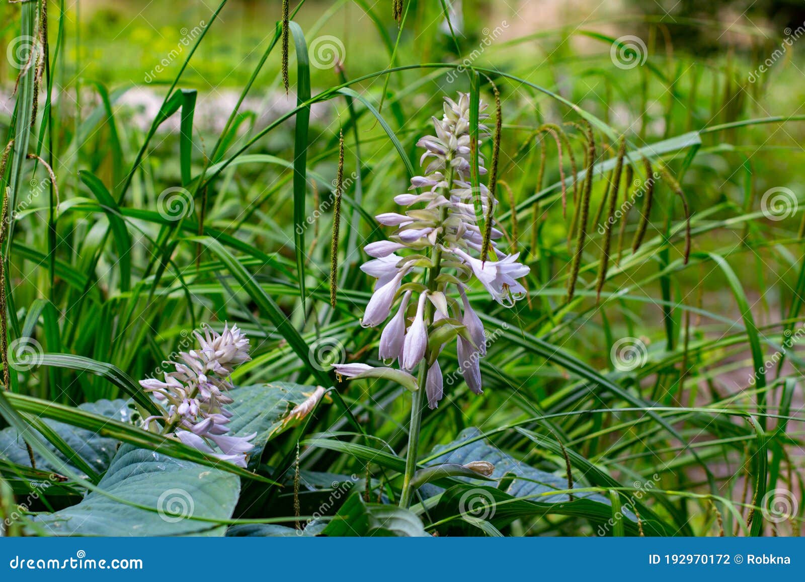flowers of a plantain lily, also called giboshi, hosta sieboldiana or blaublatt funkie