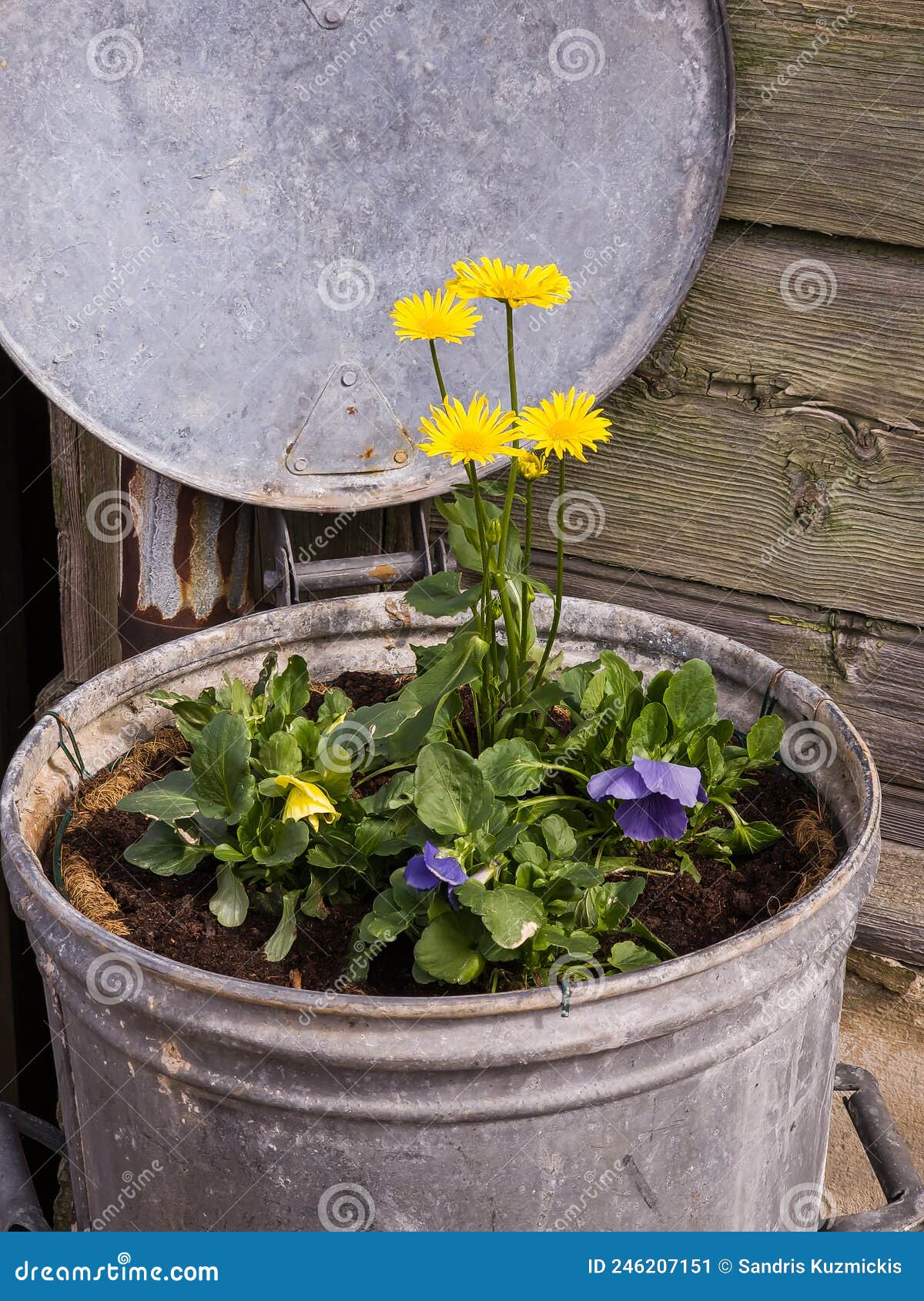 Flowers Planted in Old Metal Trash Can. Creative Idea Stock Image