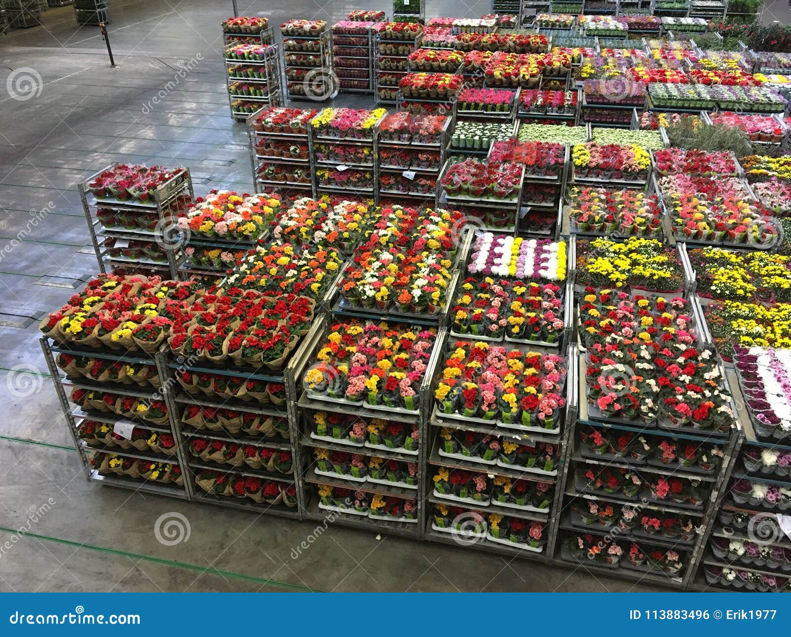 Flower auction stock photo. Image of flower, netherlands 113883496