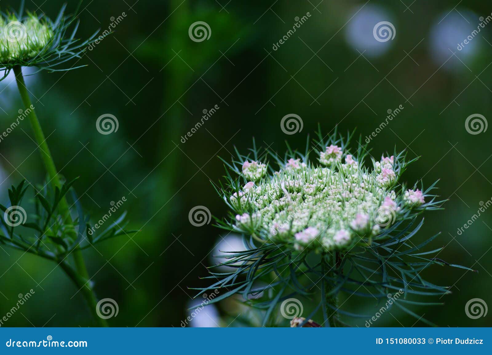 flowers and plants of the summer, nature of meadows, fields and forests, beauty and diversity