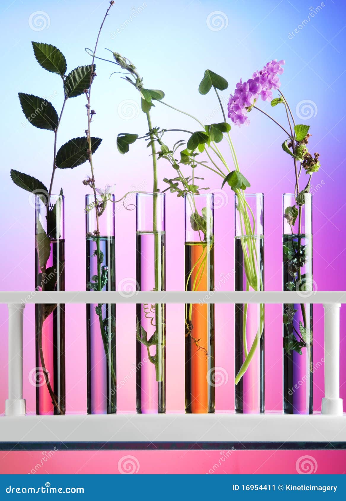 Flowers and Plants in Test Tubes Stock Image Image of laboratory
