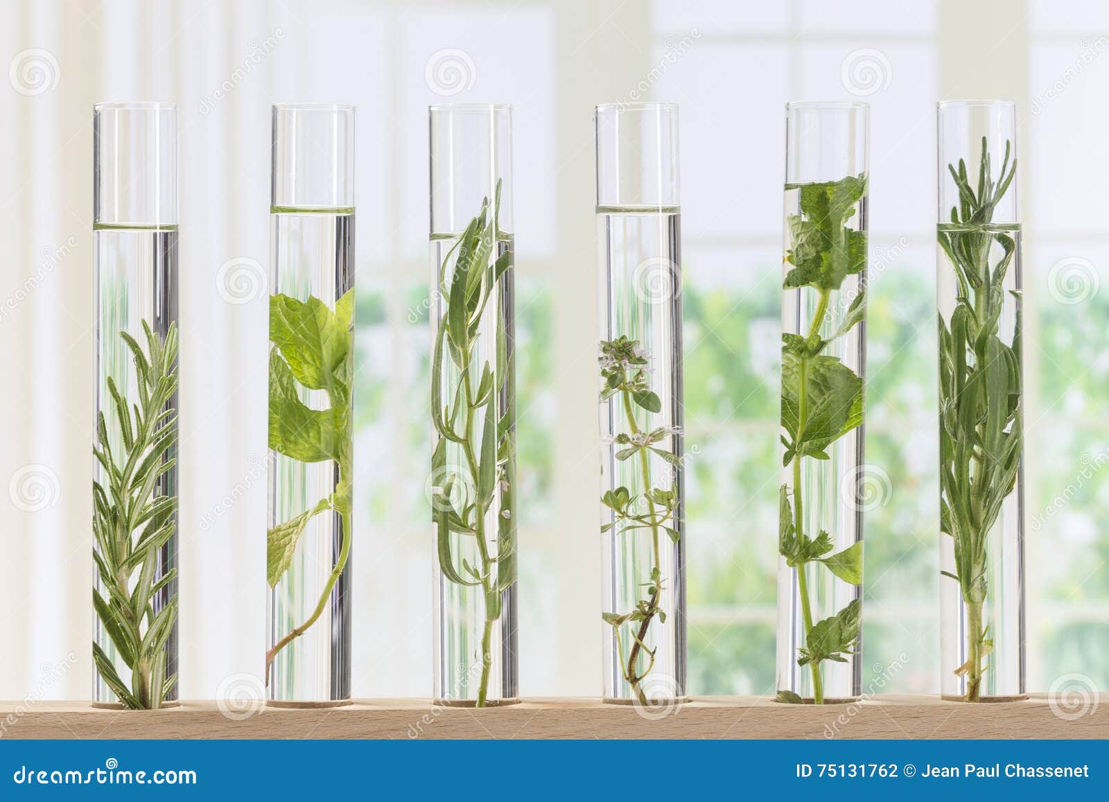 Flowers and Plants in Test Tubes Stock Photo Image of medicine