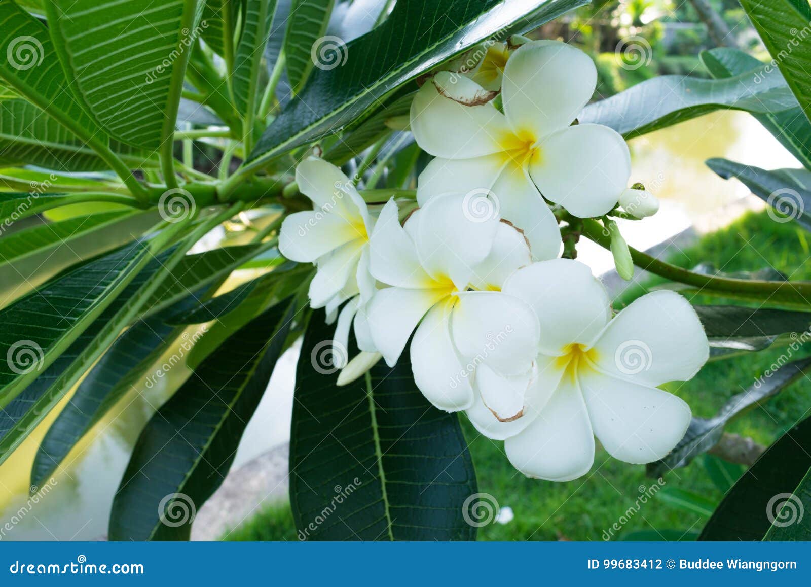 flowers of plumeria flowers sacred invaluable