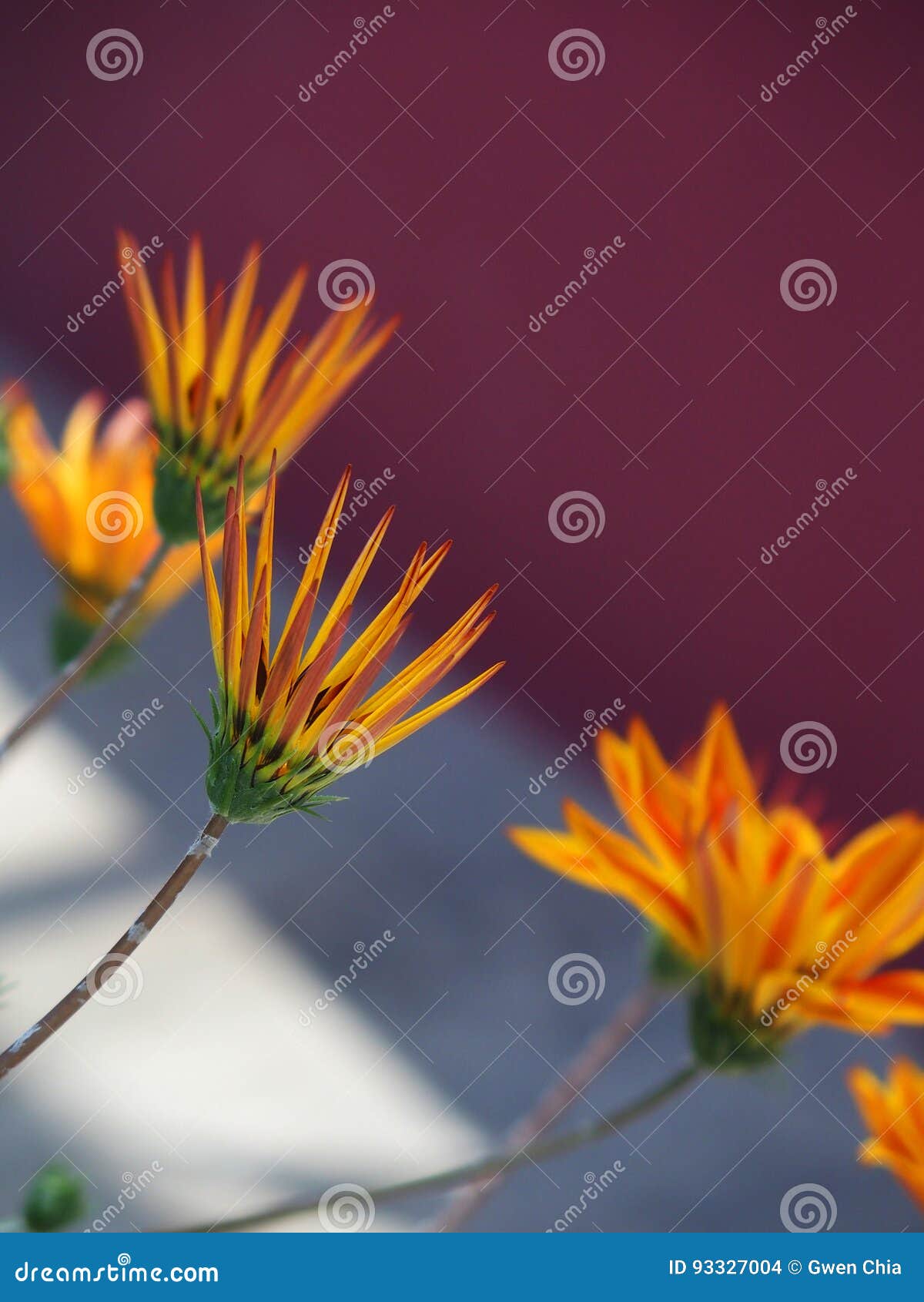Flowers with Pointed Petals Stock Photo Image of springtime, outdoor