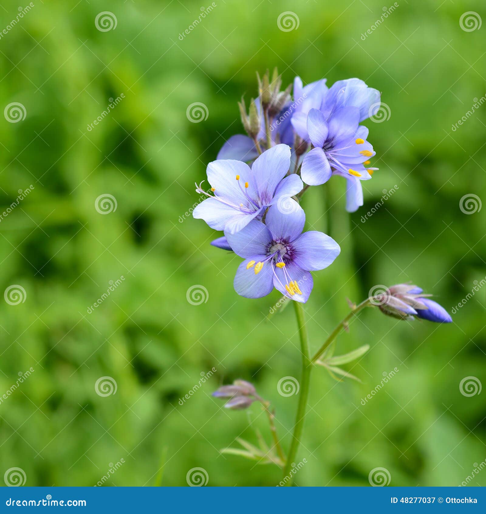 flowers polemonium caeruleum