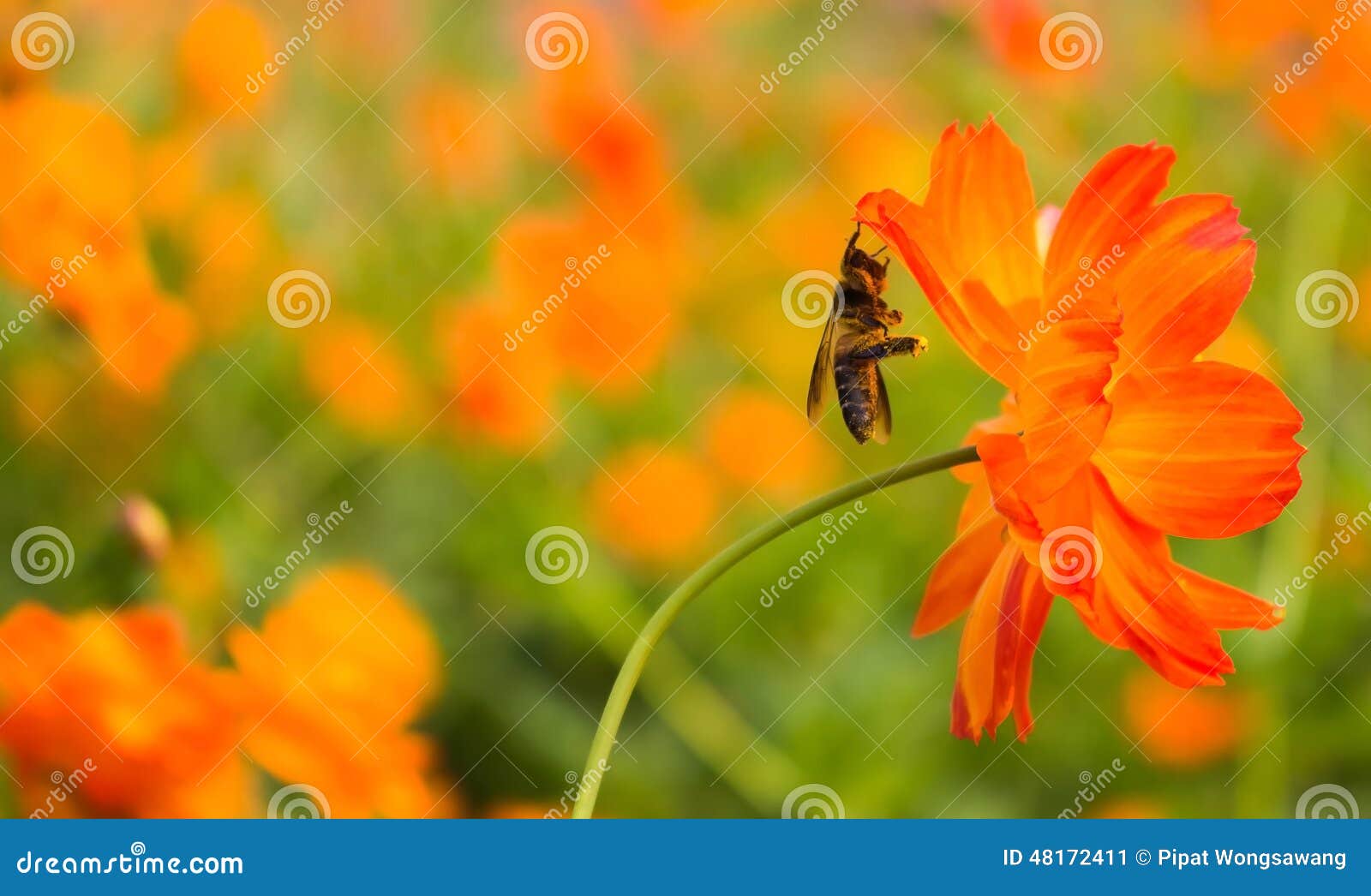 The Flowers are Pollinated by Bees Stock Image Image of honey