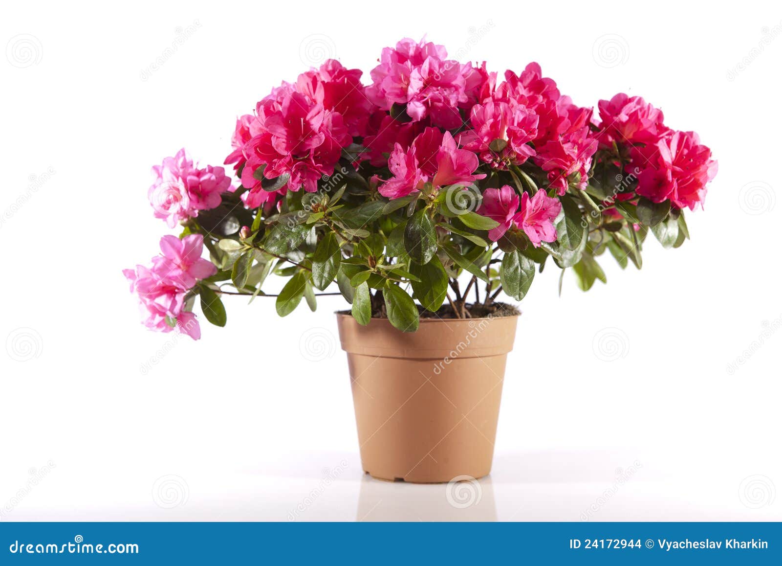 Flowers in a pot stock photo. Image of isolated, background 24172944